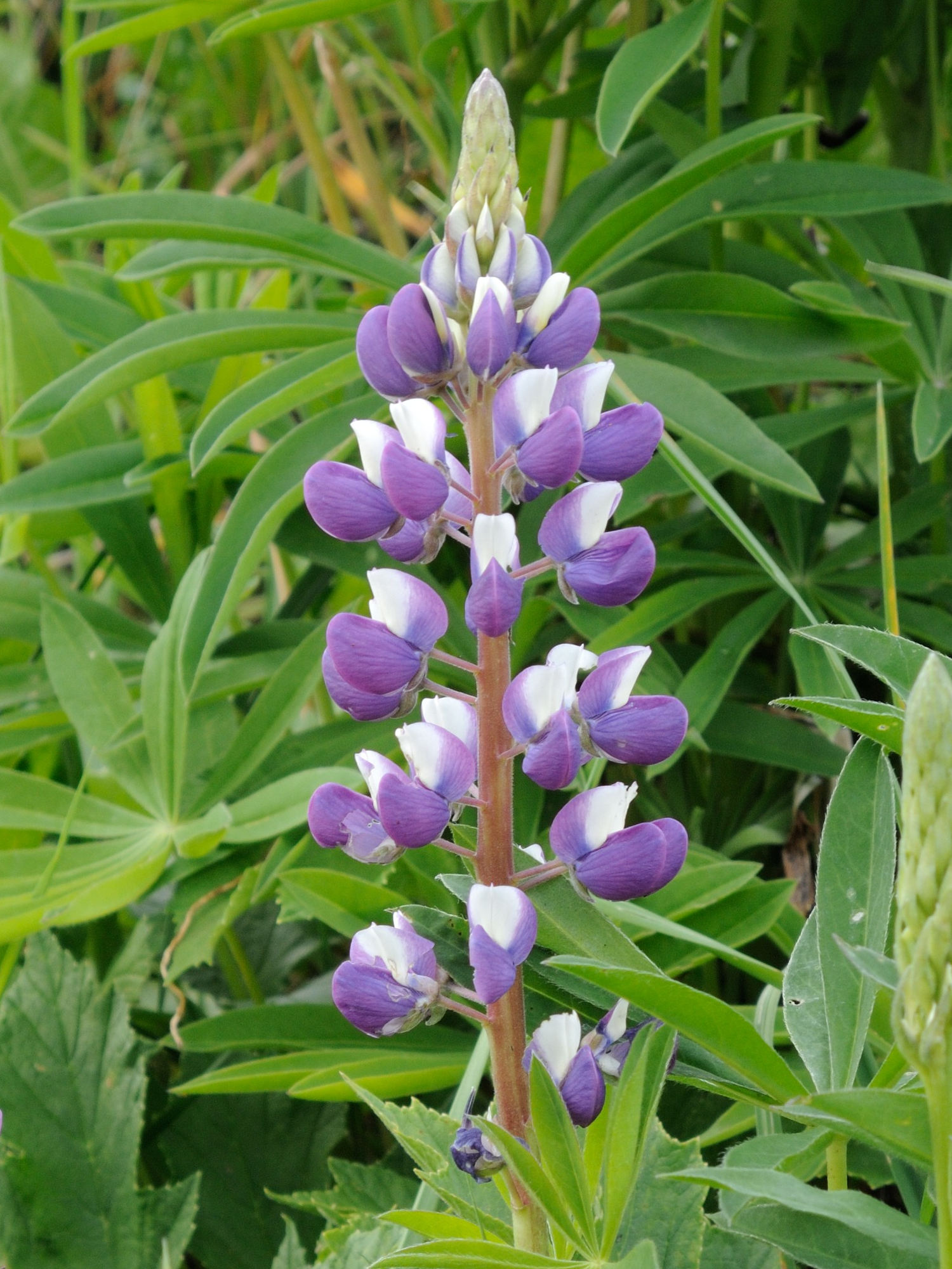 lupinus_x-regalis2md