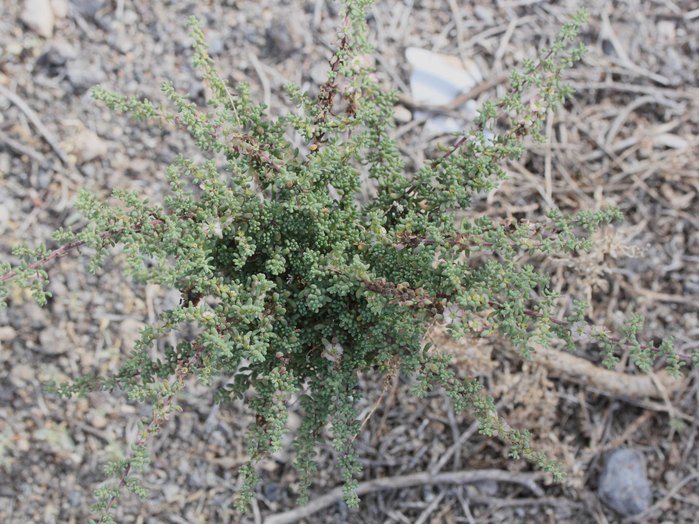 maireana_brevifolia1md