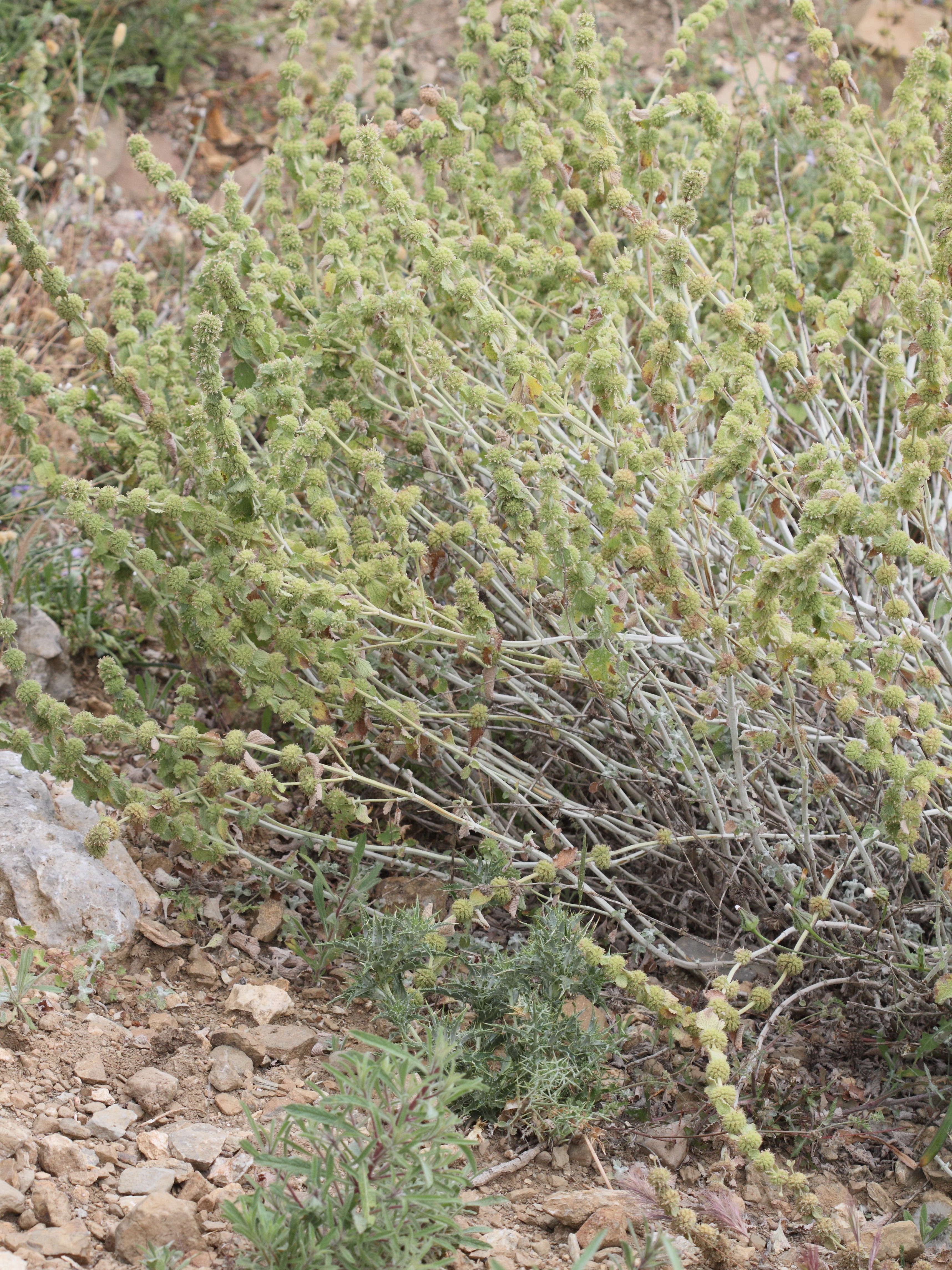 marrubium_vulgare1bbd