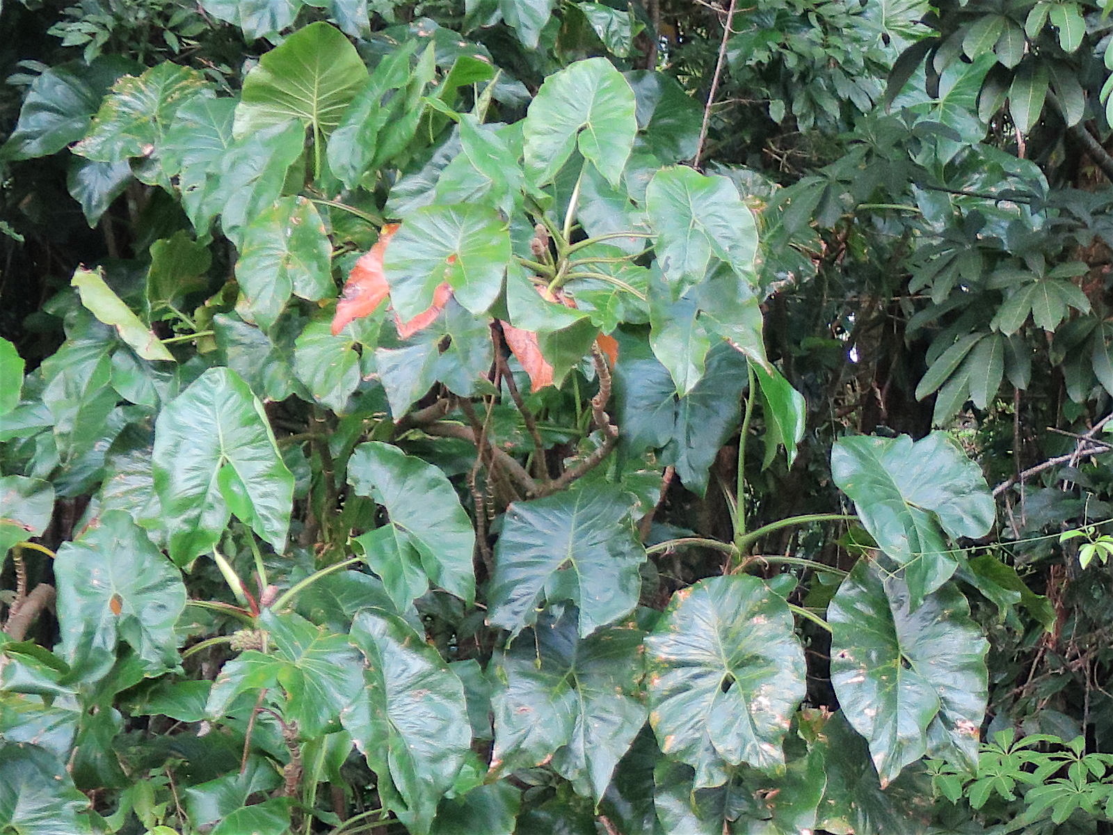 Afficher le média montrichardia_arborescens2md montrichardia_arborescens2md