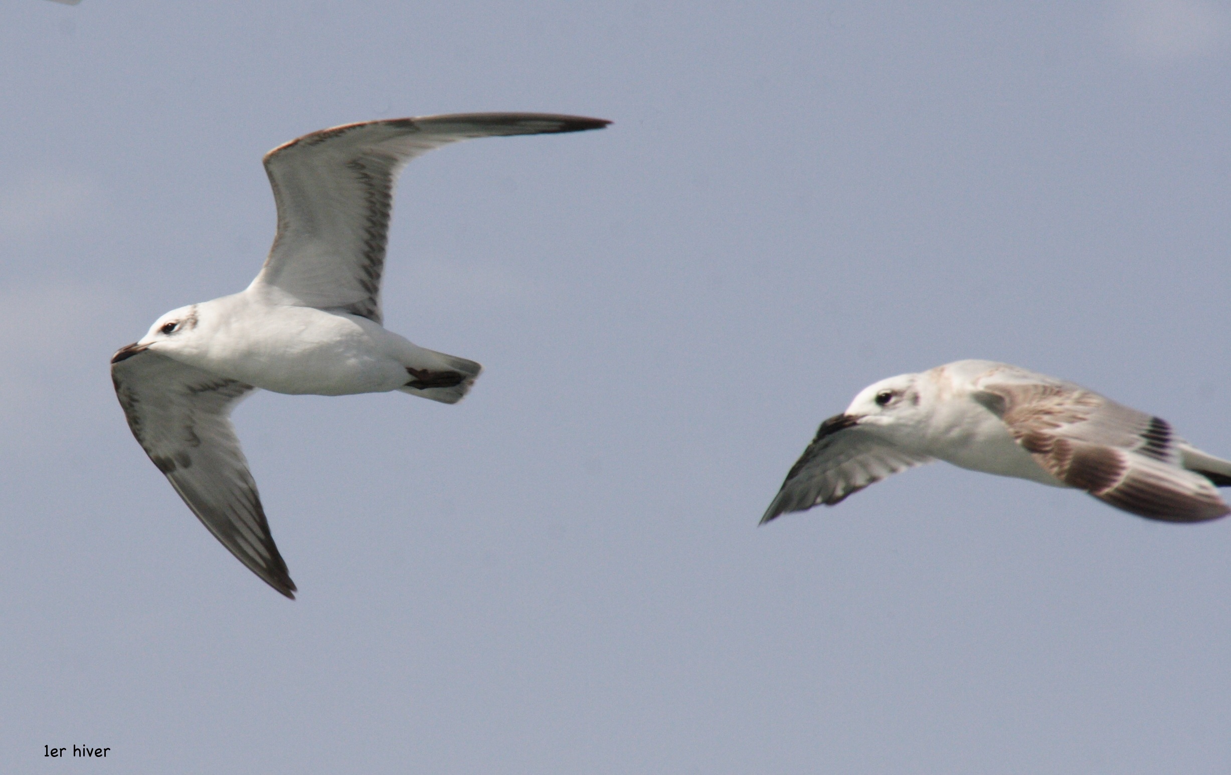 Afficher le média mouette_melanocephale_-_ichthyaetus_melanocephalus7bd mouette_melanocephale_-_ichthyaetus_melanocephalus7bd