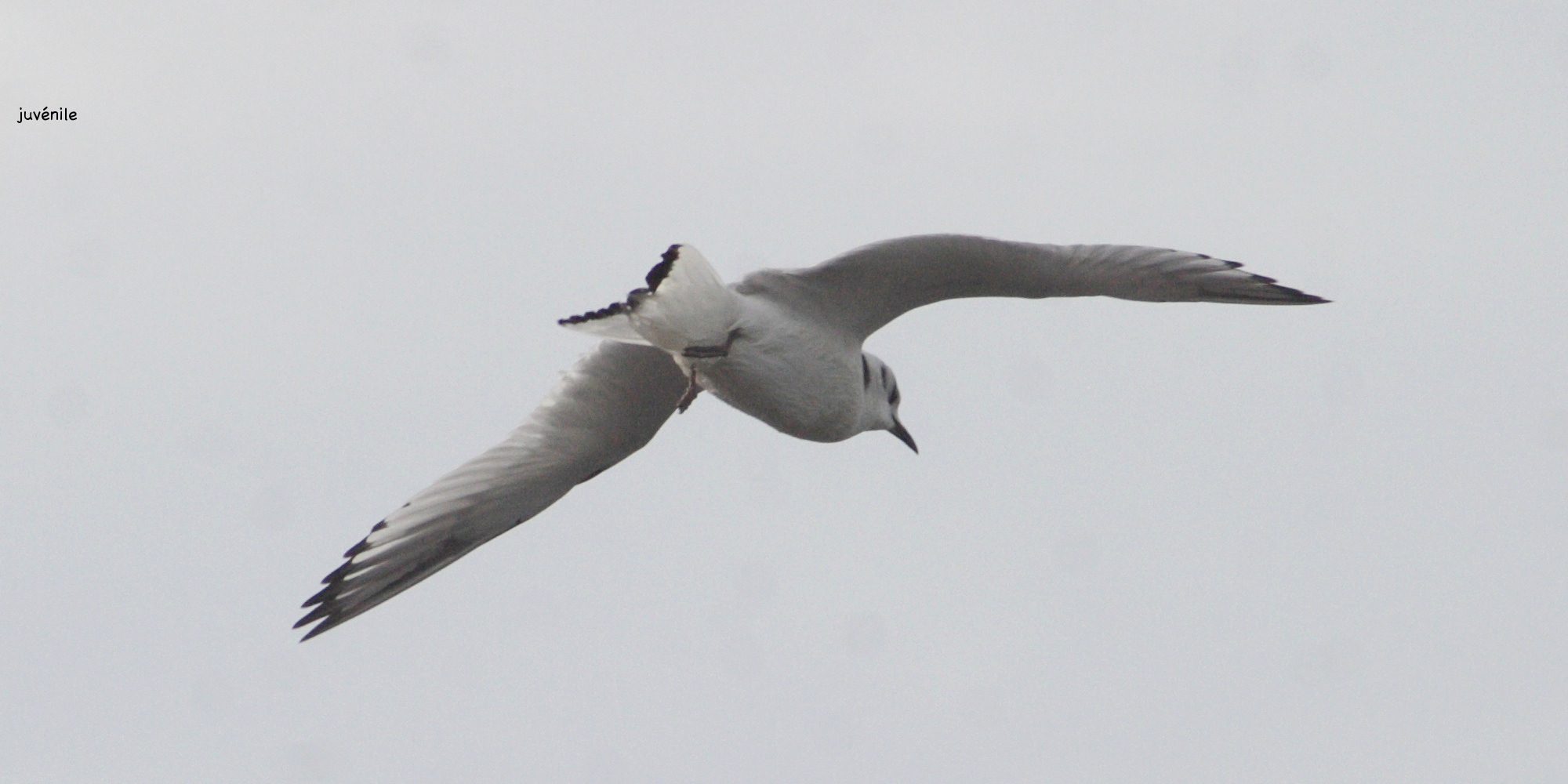 mouette_tridactyle_-_rissa_tridactyla2bd