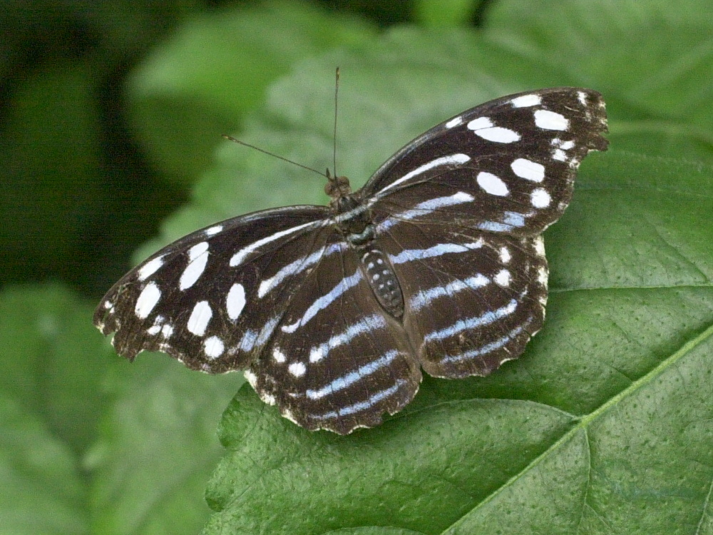 myscelia_cyaniris1md