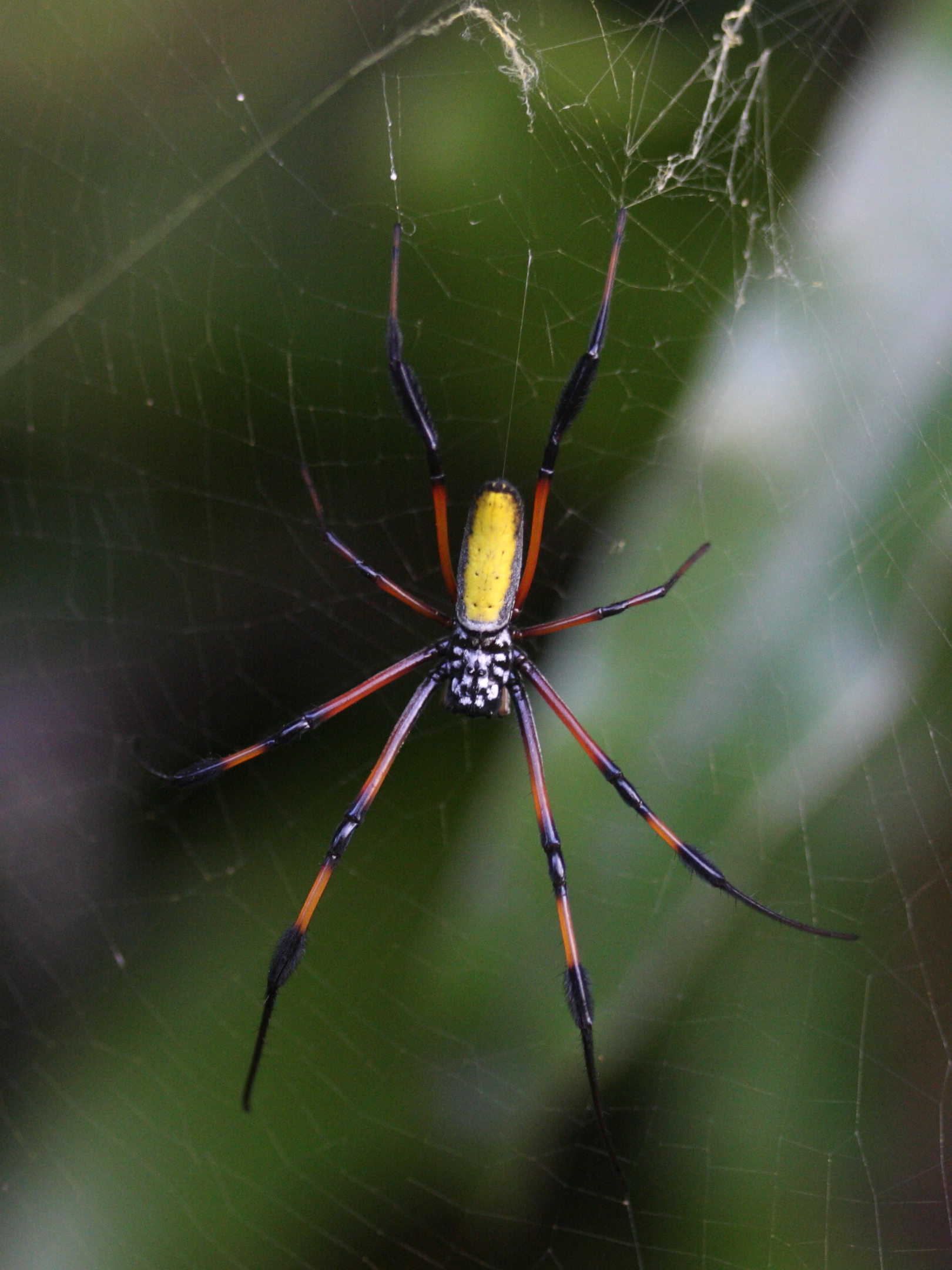 Nephila_inaurata ssp. inaurata