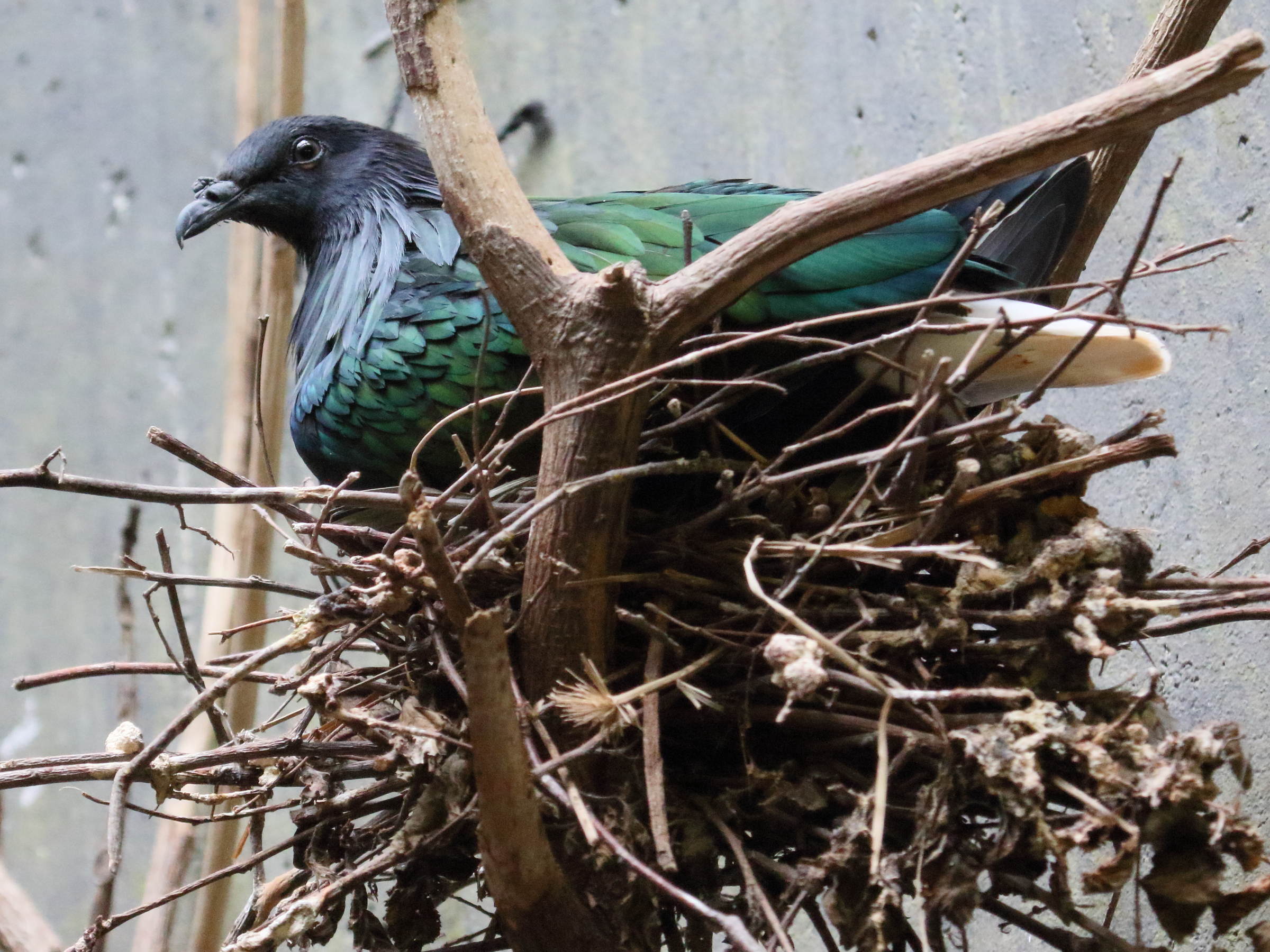 Afficher le média nicobar_a_camail_-_caloenas_nicobarica5bd nicobar_a_camail_-_caloenas_nicobarica5bd