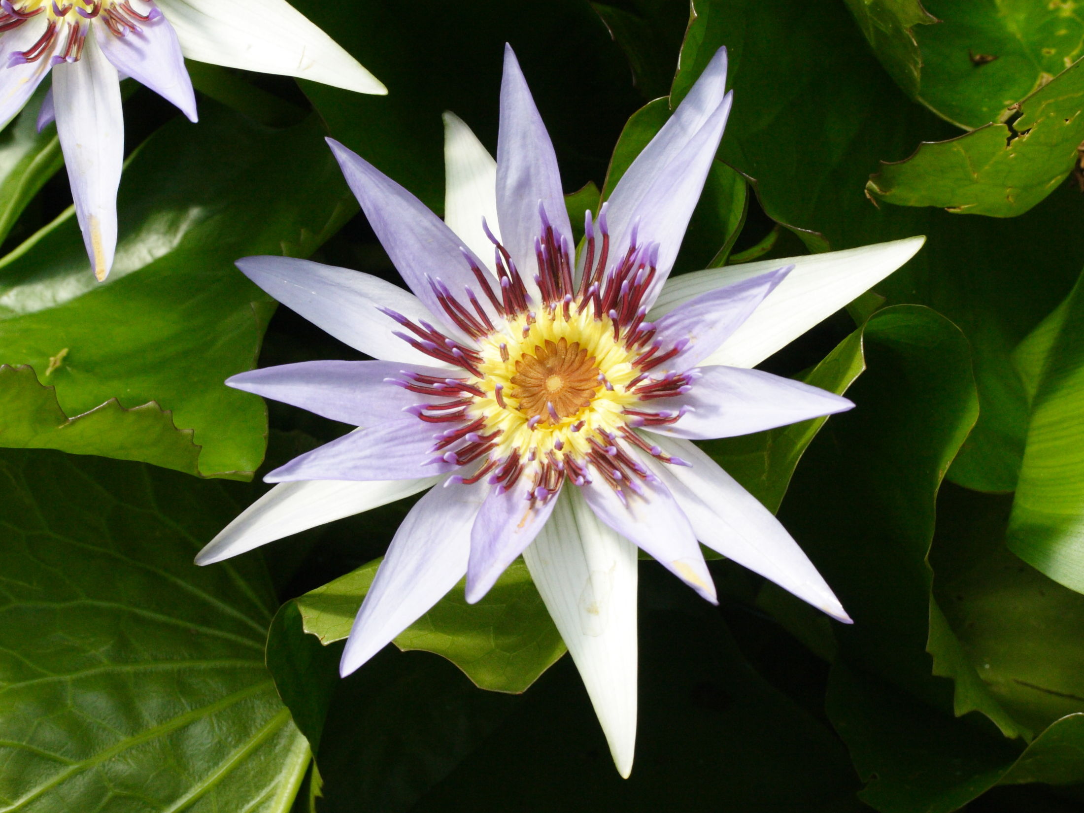 nymphaea_colorata2md