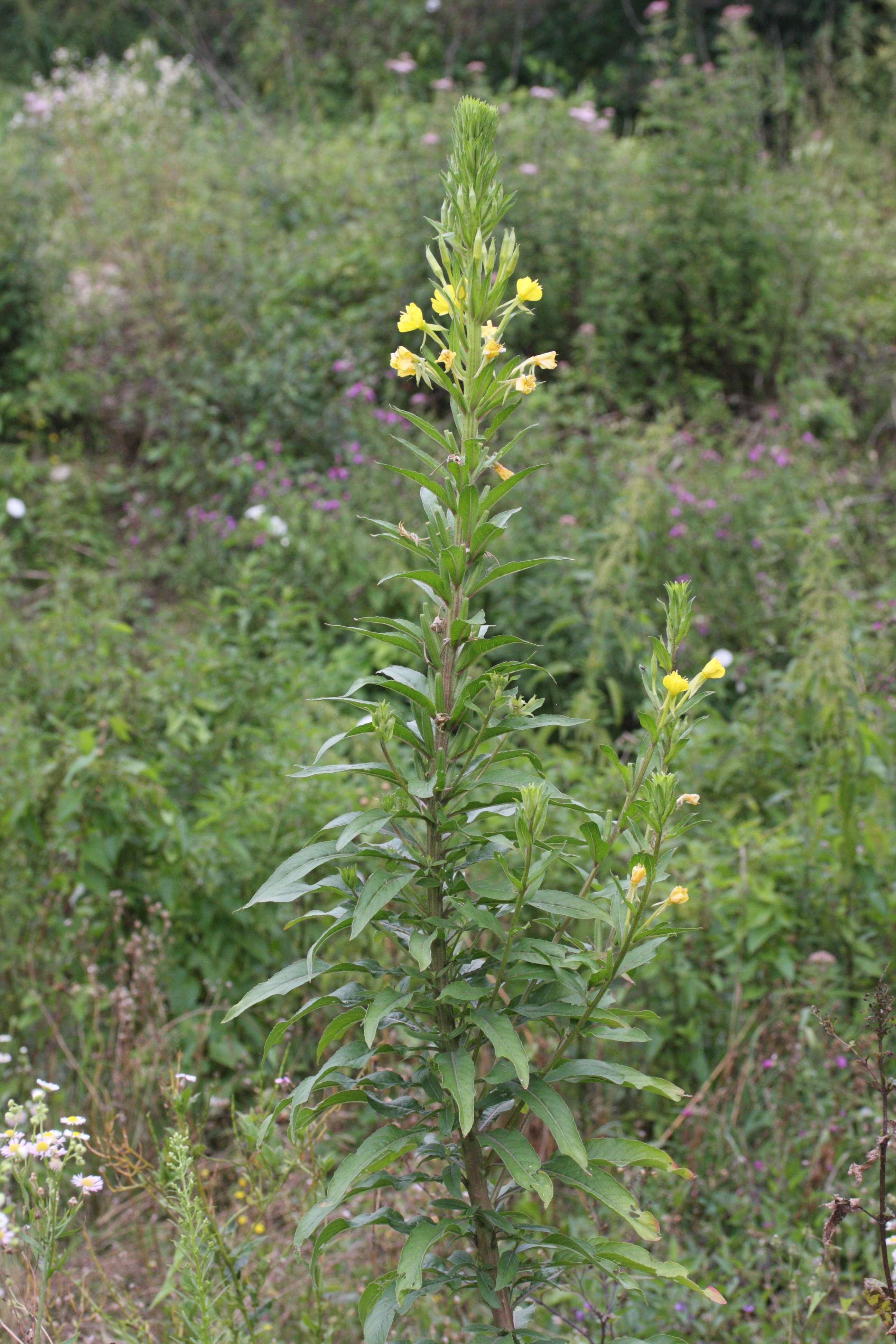 oenothera_cf_ligerica3md