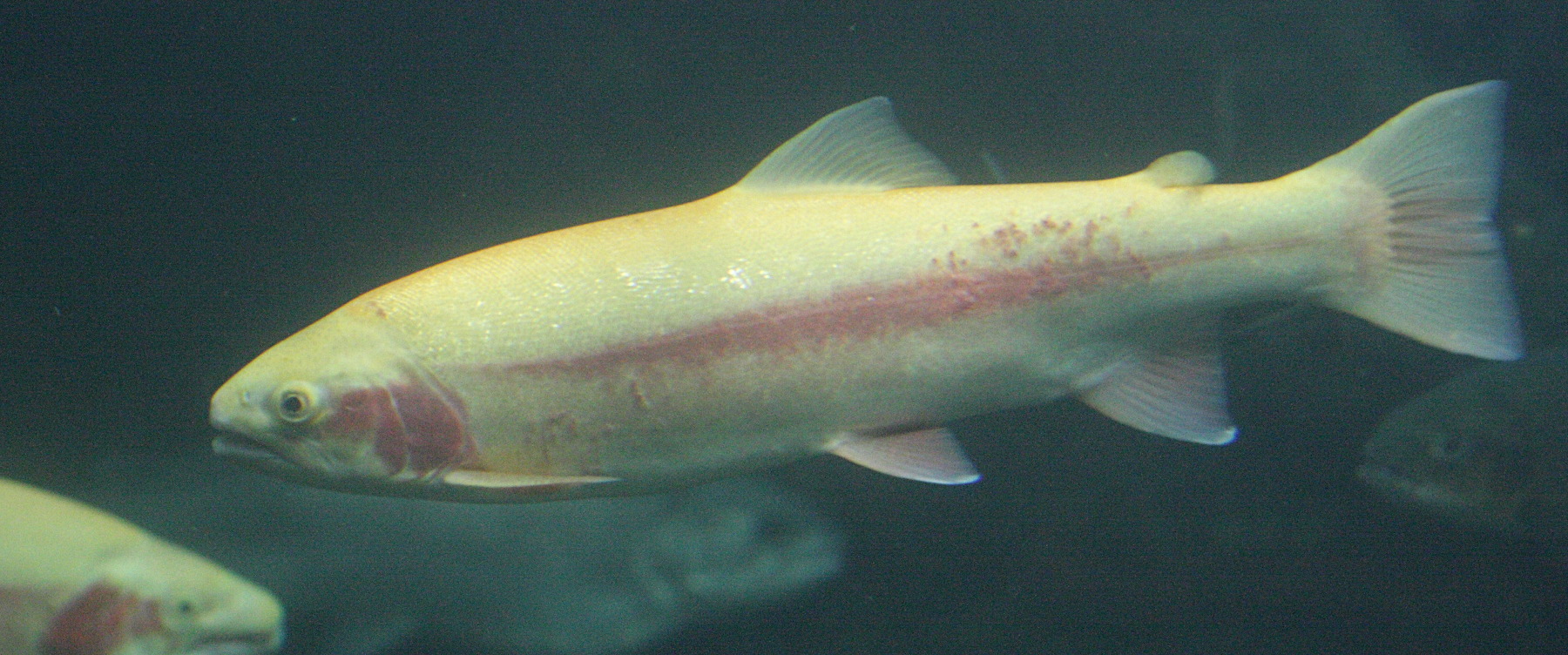 Afficher le média Oncorhunchus_mykiss aguabonita Oncorhunchus_mykiss aguabonita