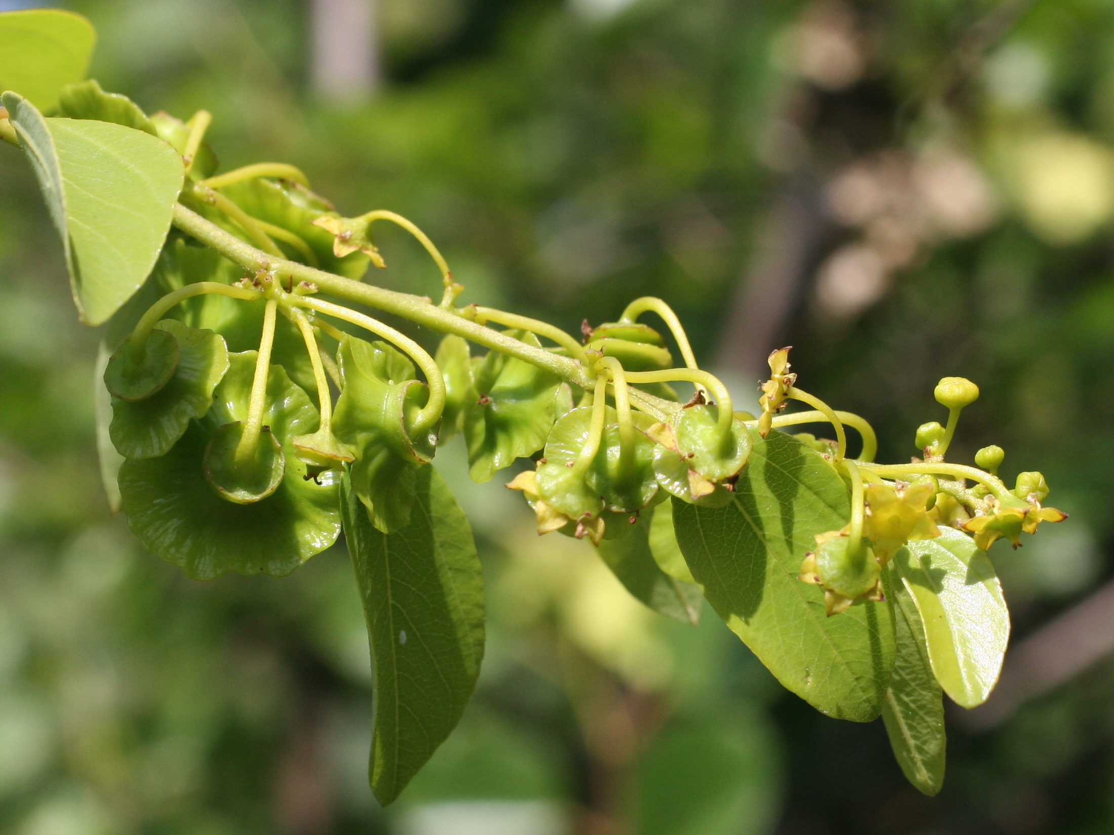 Afficher le média paliurus_spina-christi4md paliurus_spina-christi4md