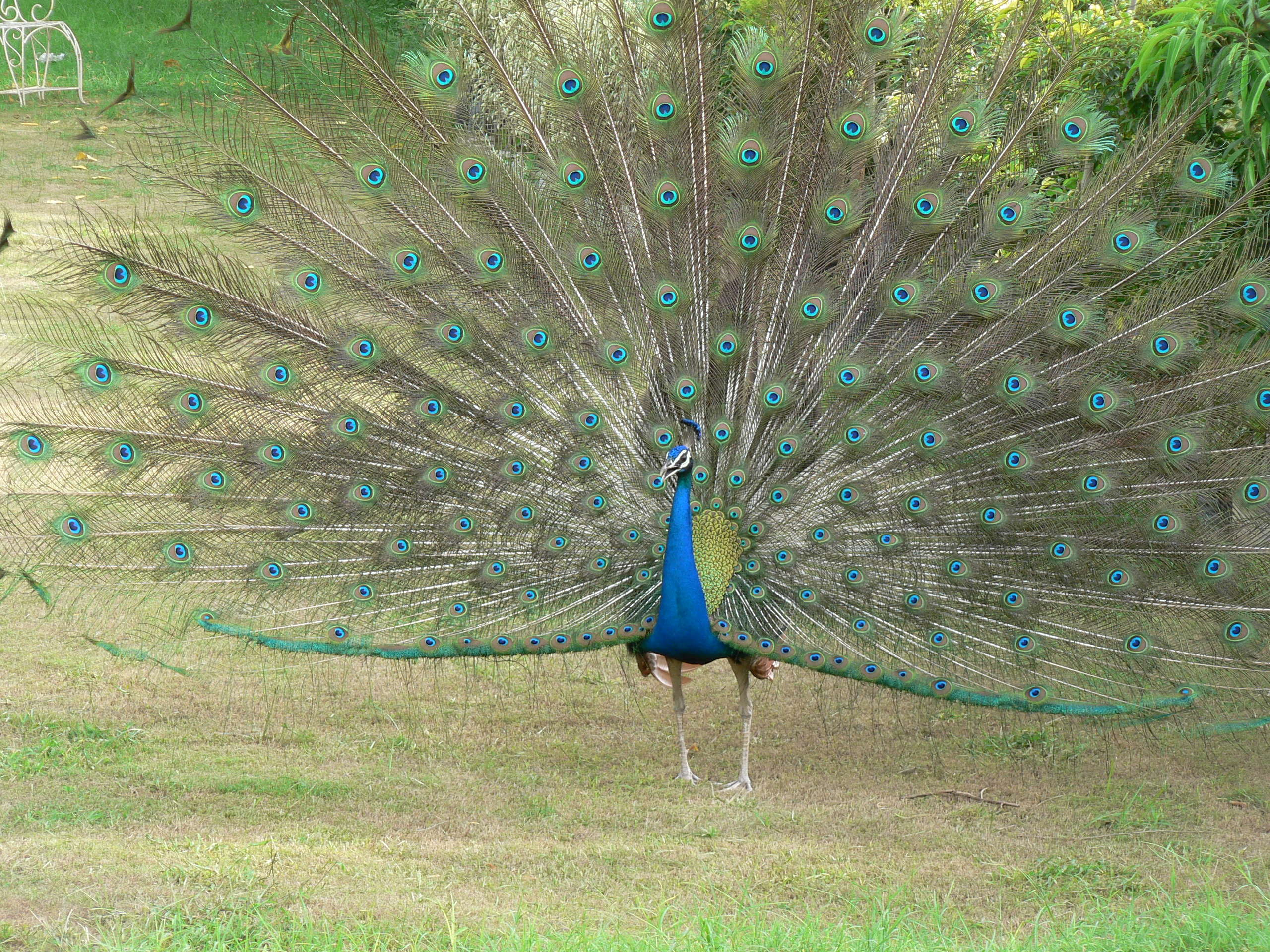 paon_-_pavo_cristatus1gc