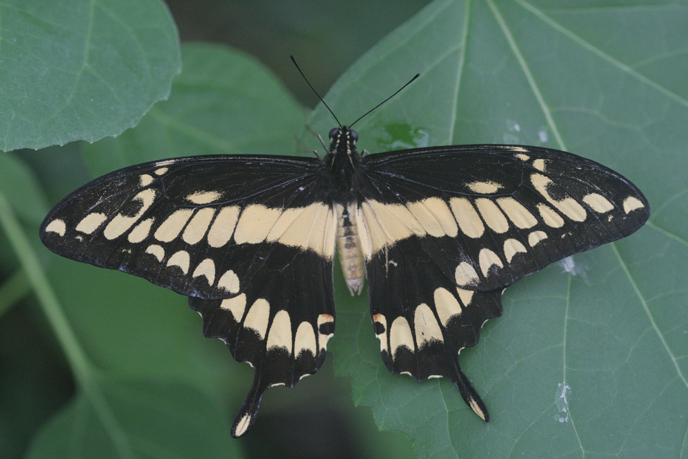 papilio_thoas1bd