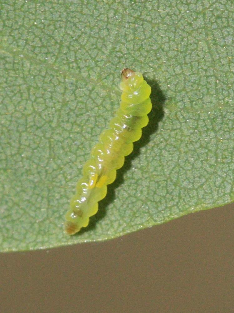 parectopa_robiniella1bd