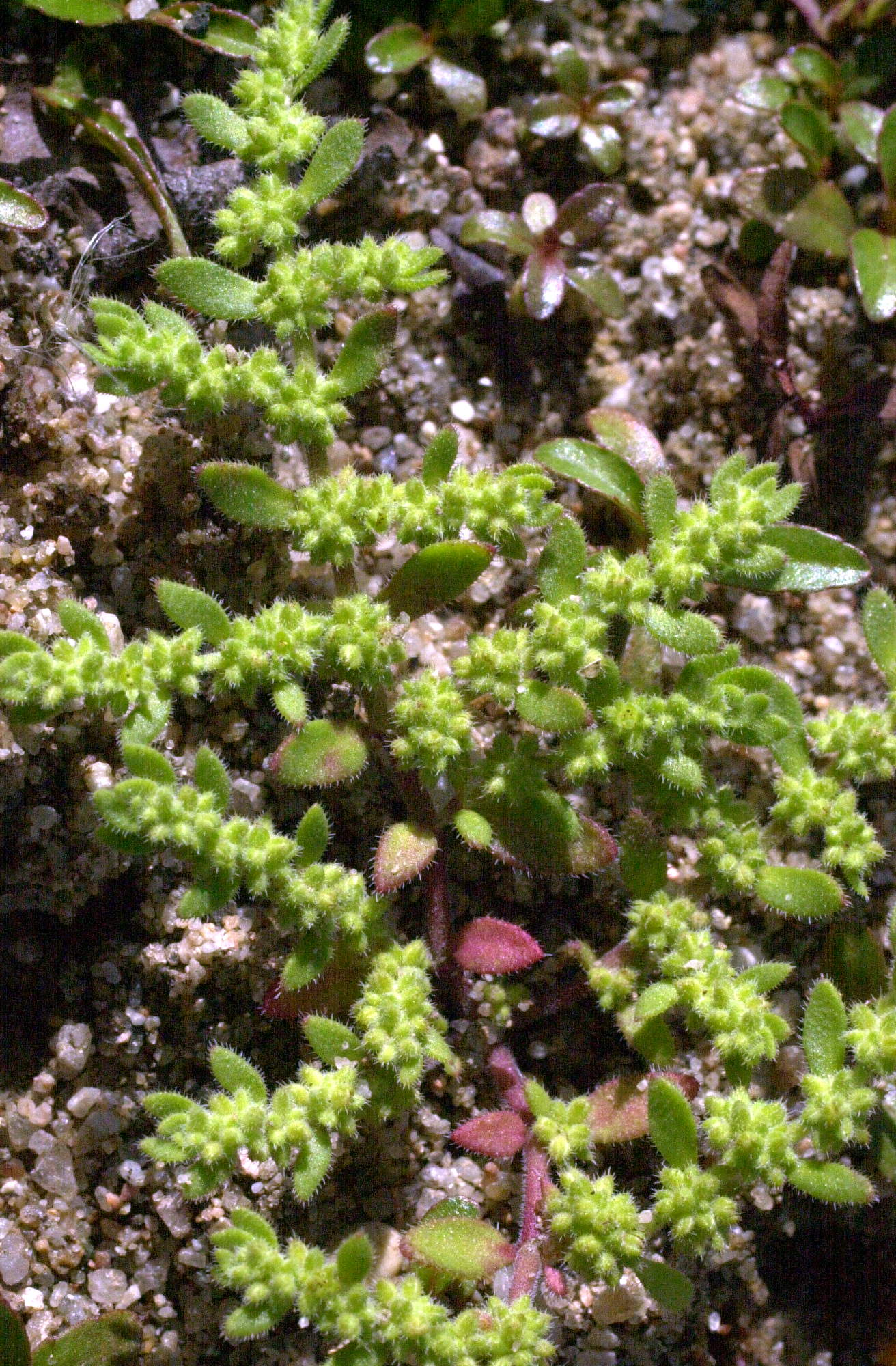 Paronychia_echinulata