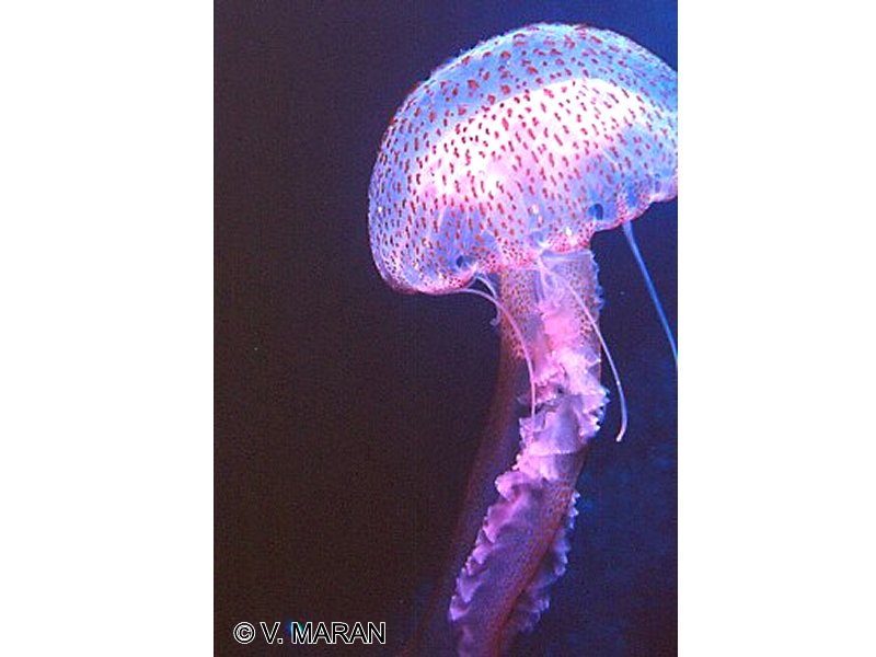 pelagia_noctiluca2vm