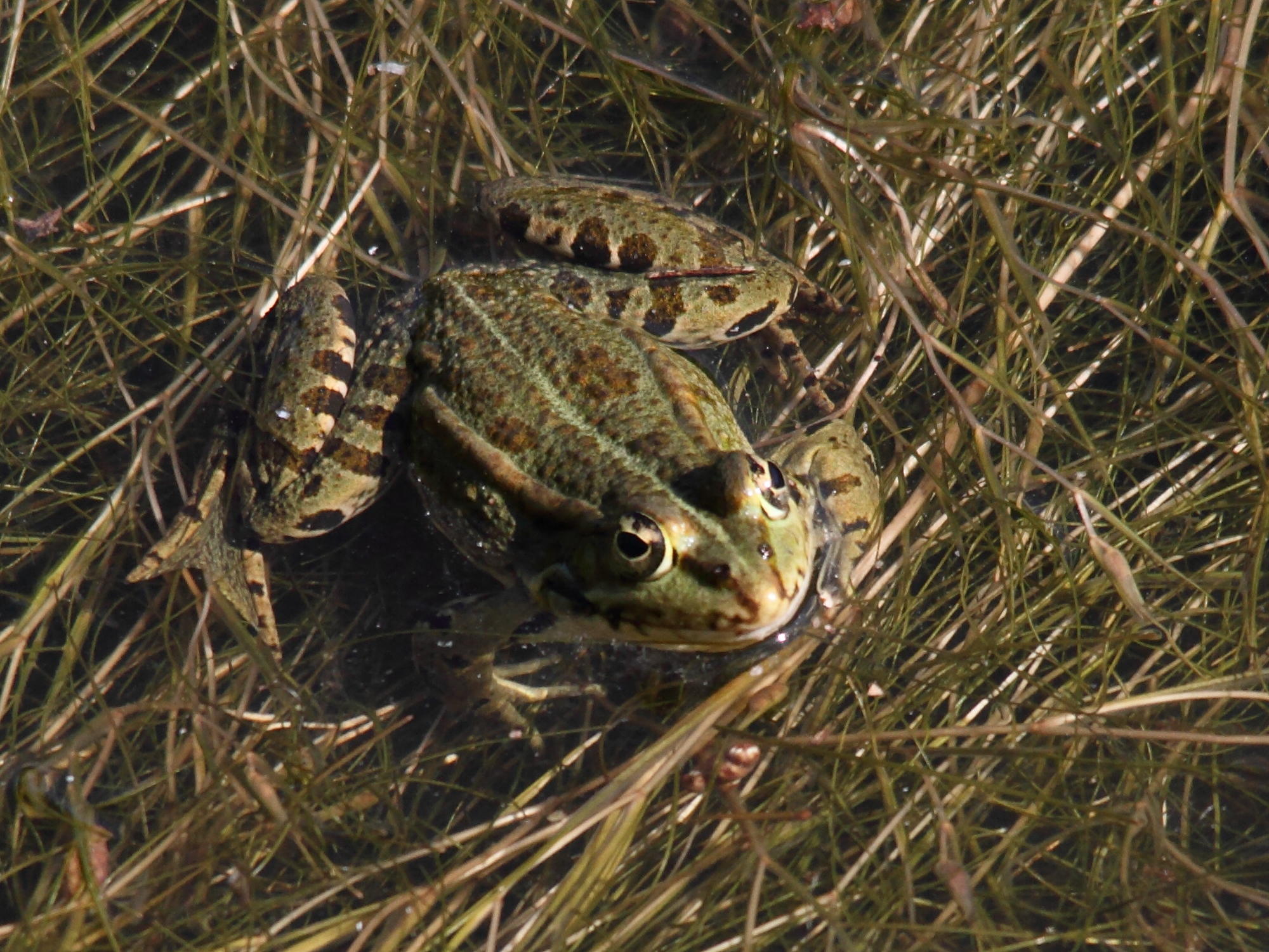 pelophylax_perezi2bd