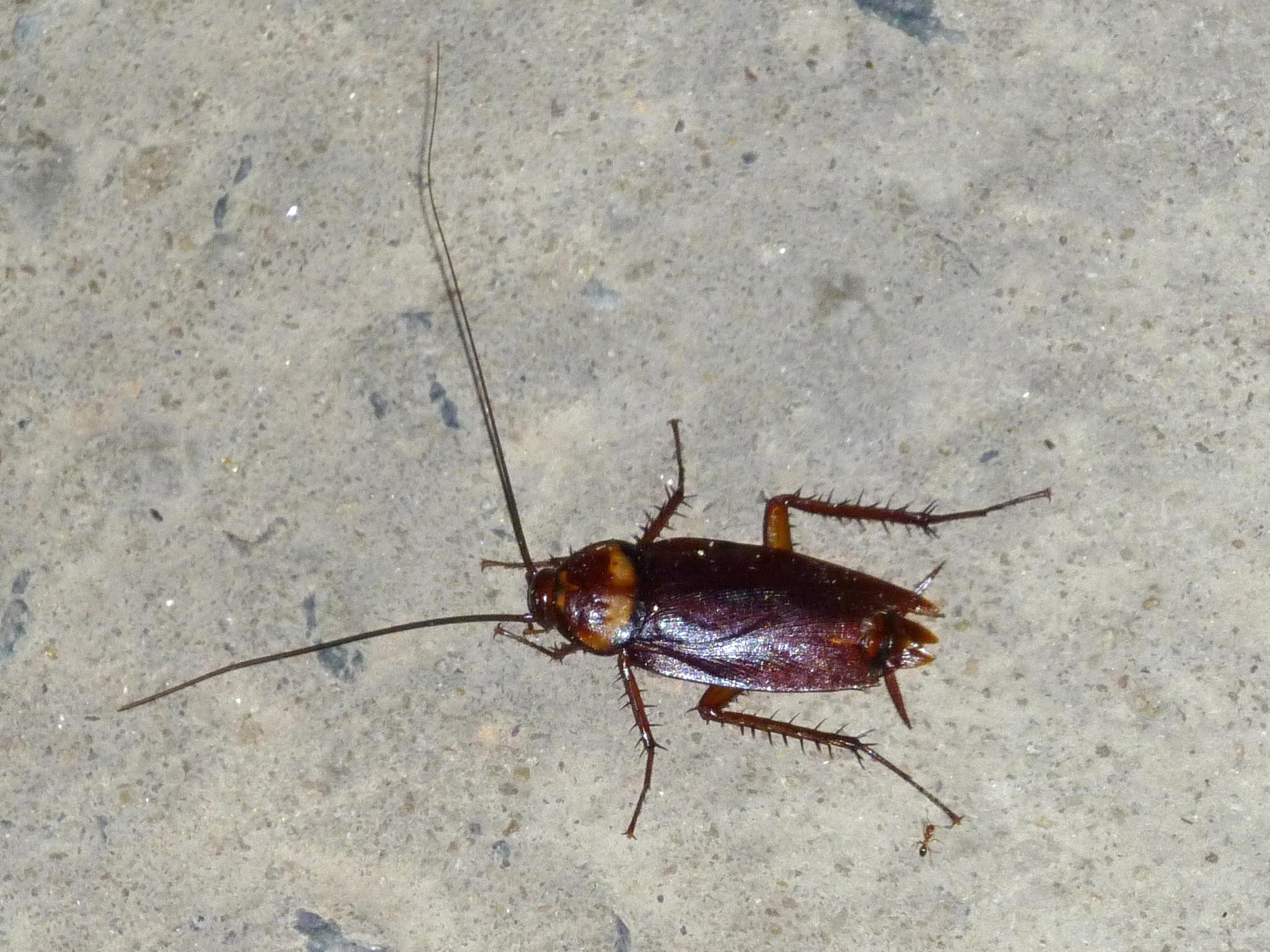 periplaneta_americana3fc