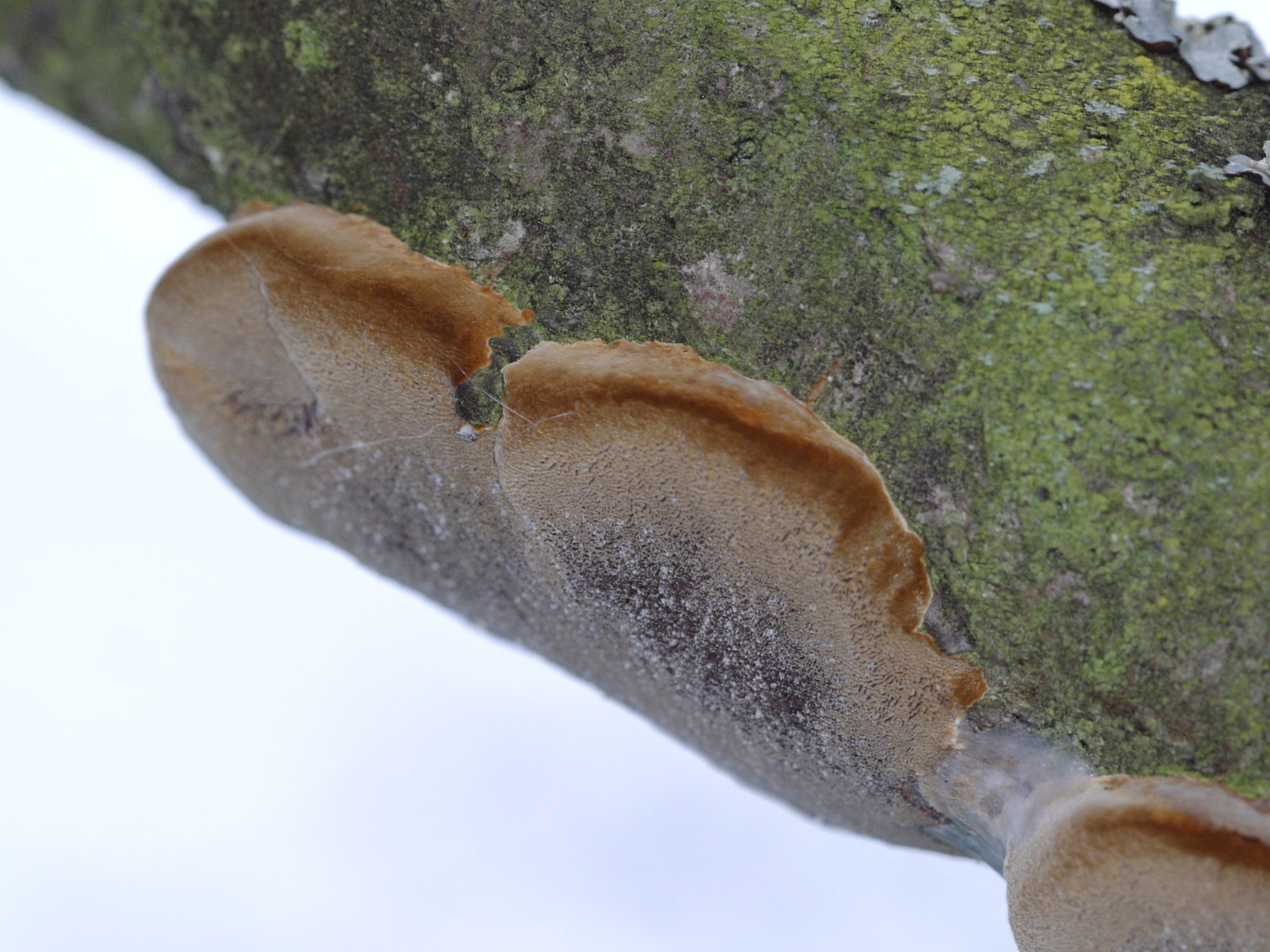 Sysbio, Base de données de systématique Phellinus tuberculosus