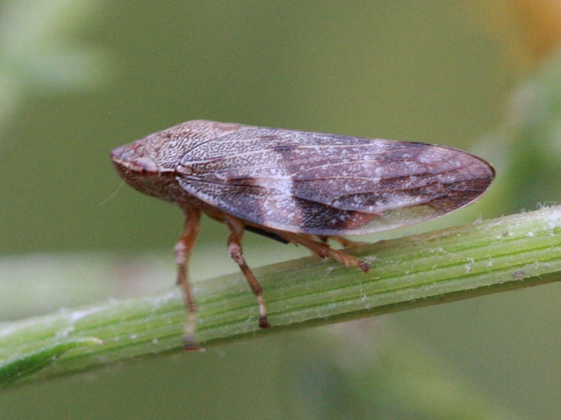 philaenus_spumarius4bd