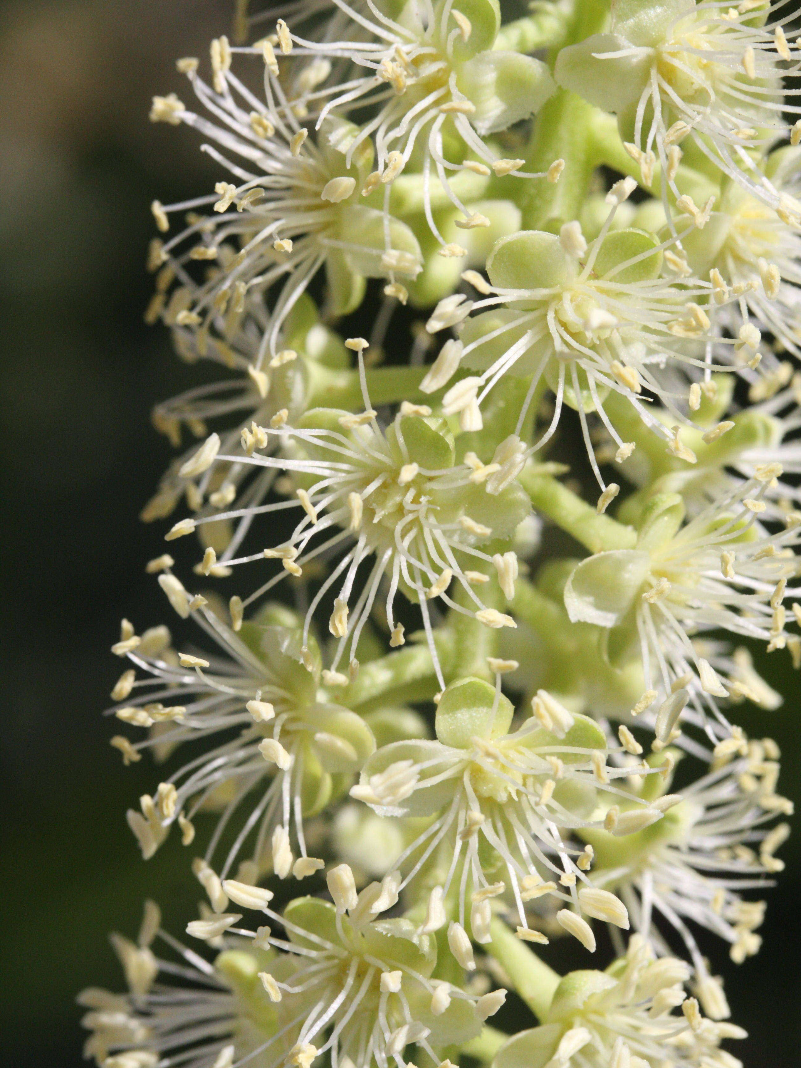 phytolacca_dioica5md