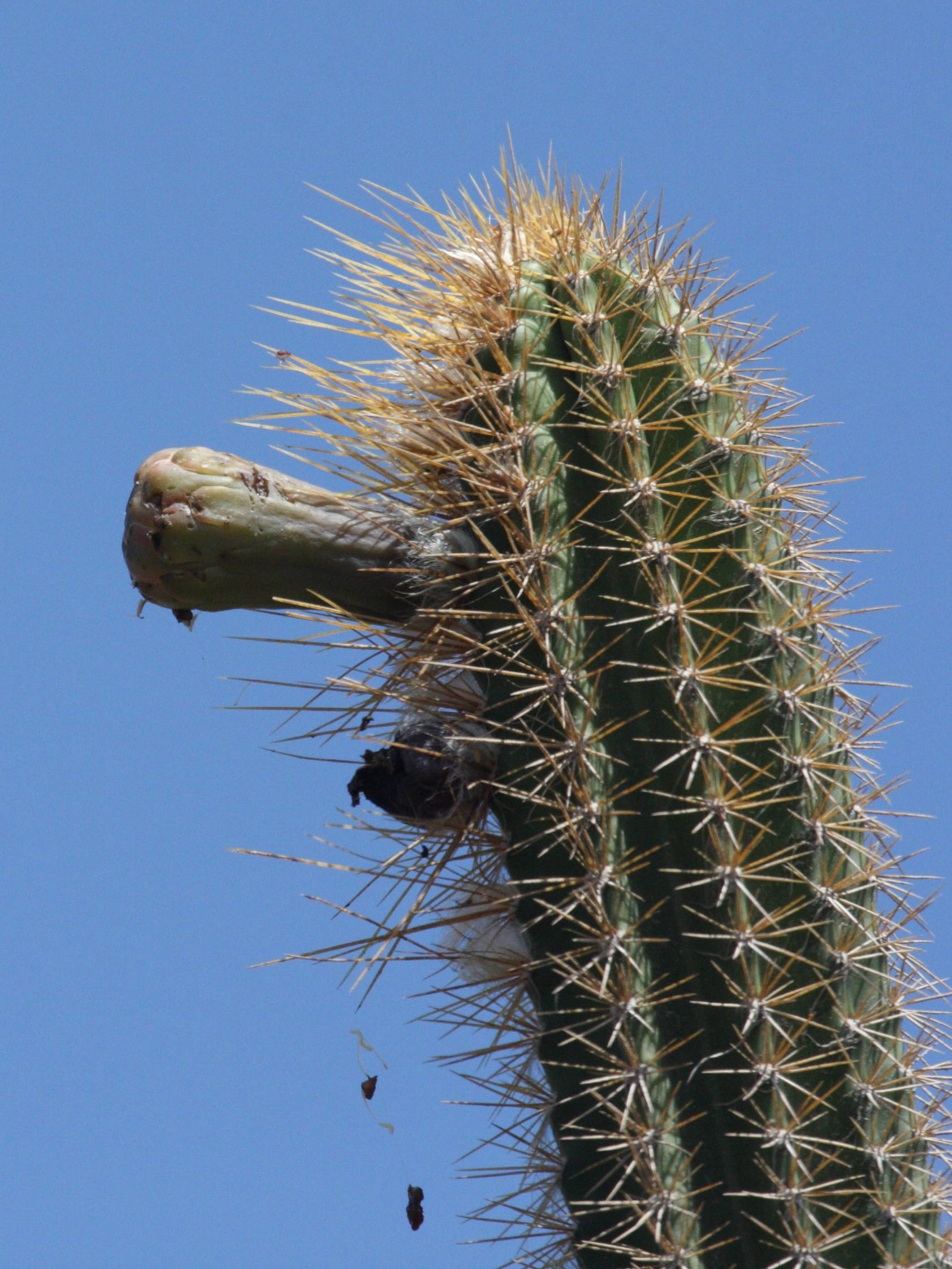 pilosocereus_royeni4bd