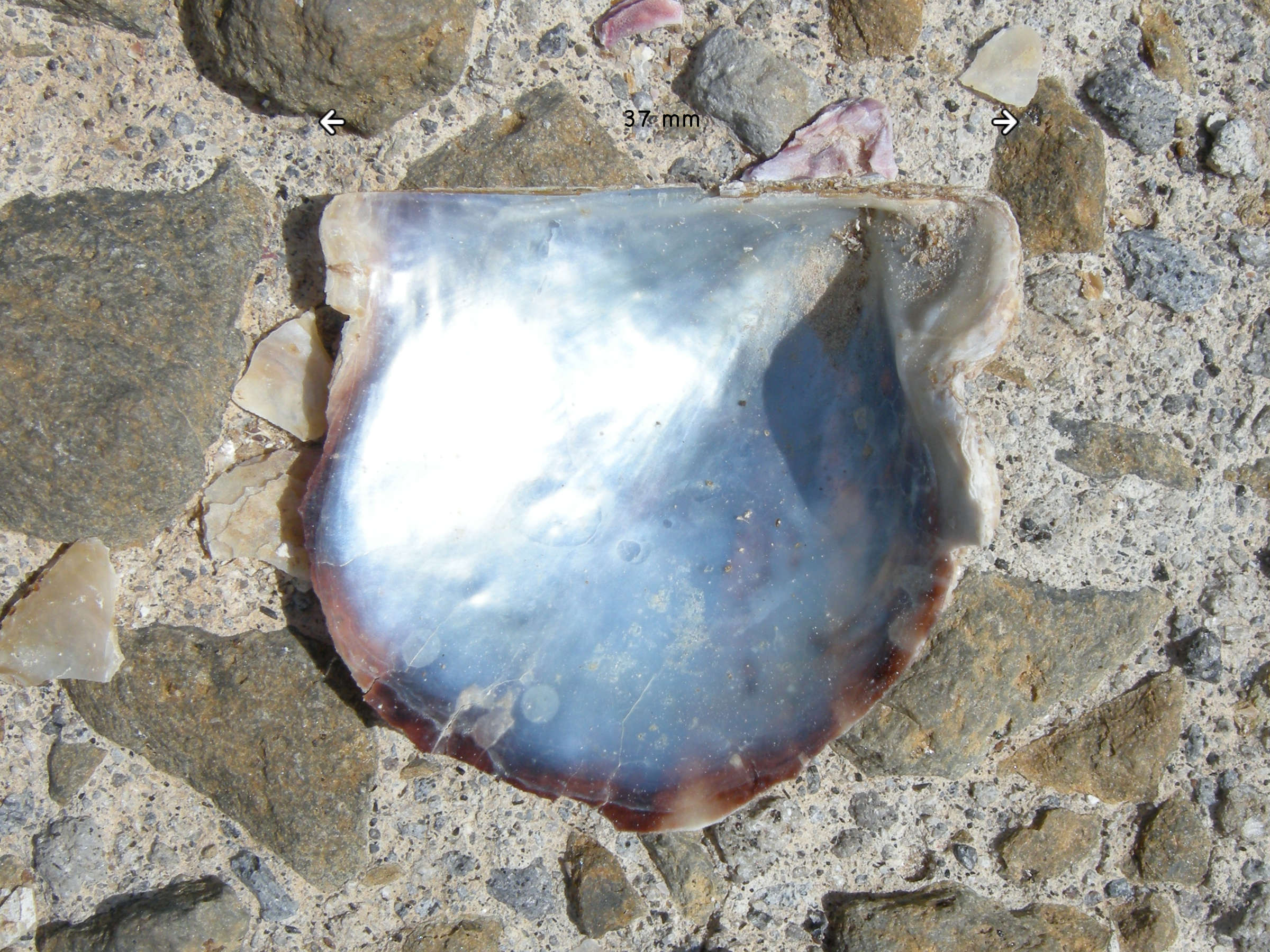 pinctada_imbricata1md