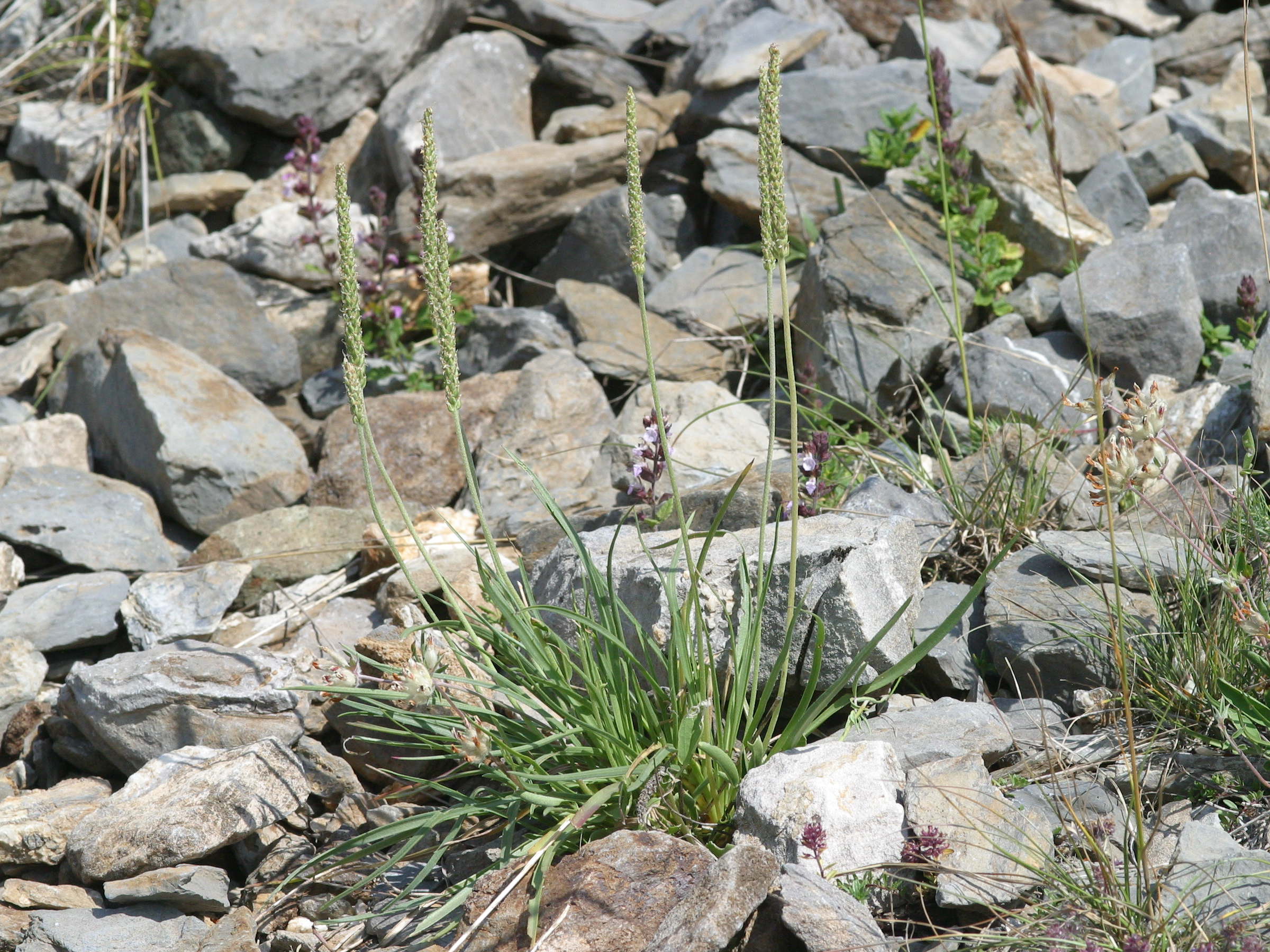 Afficher le média plantago_alpina3md plantago_alpina3md