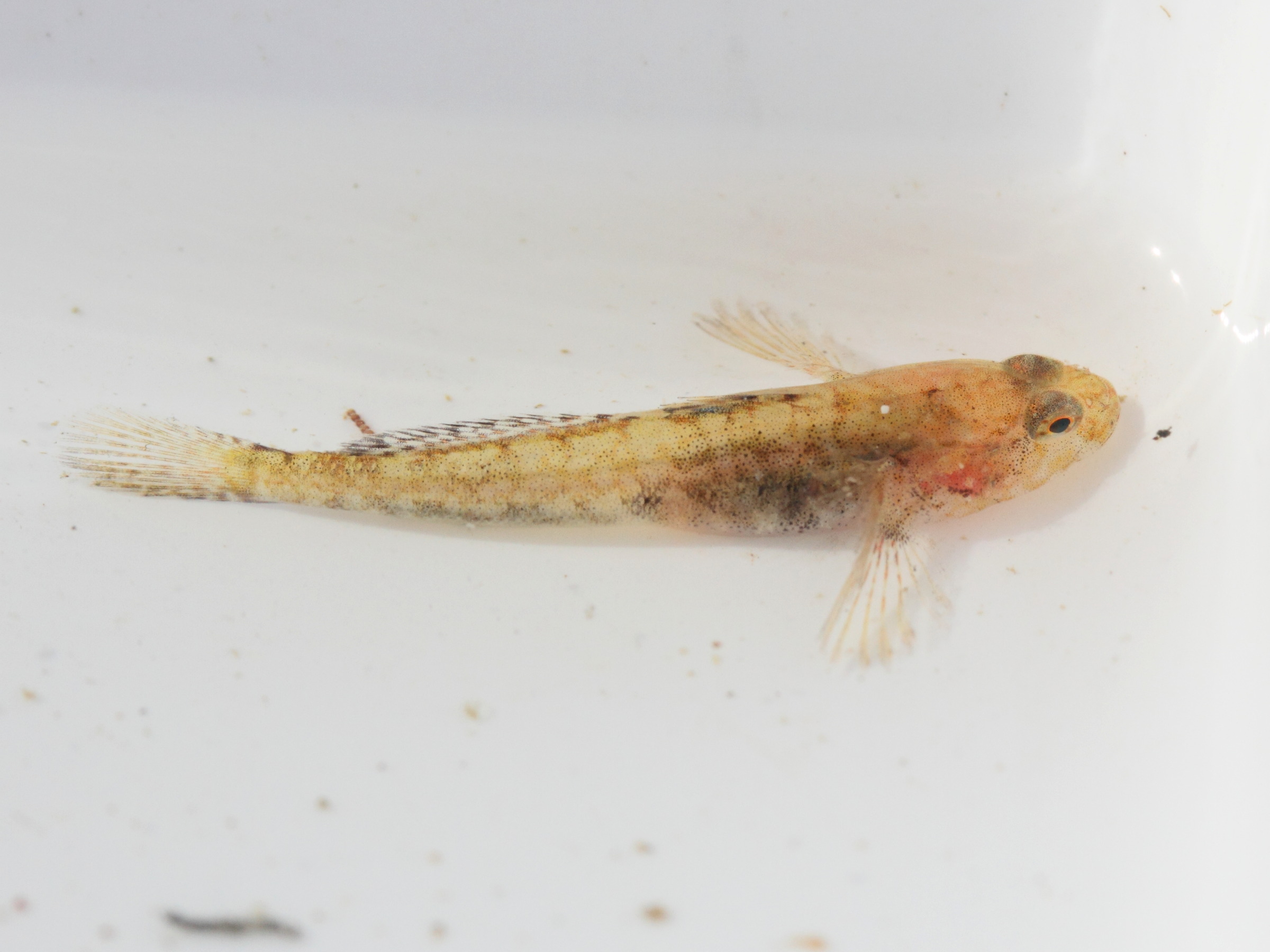 Pomatoschistus_microps