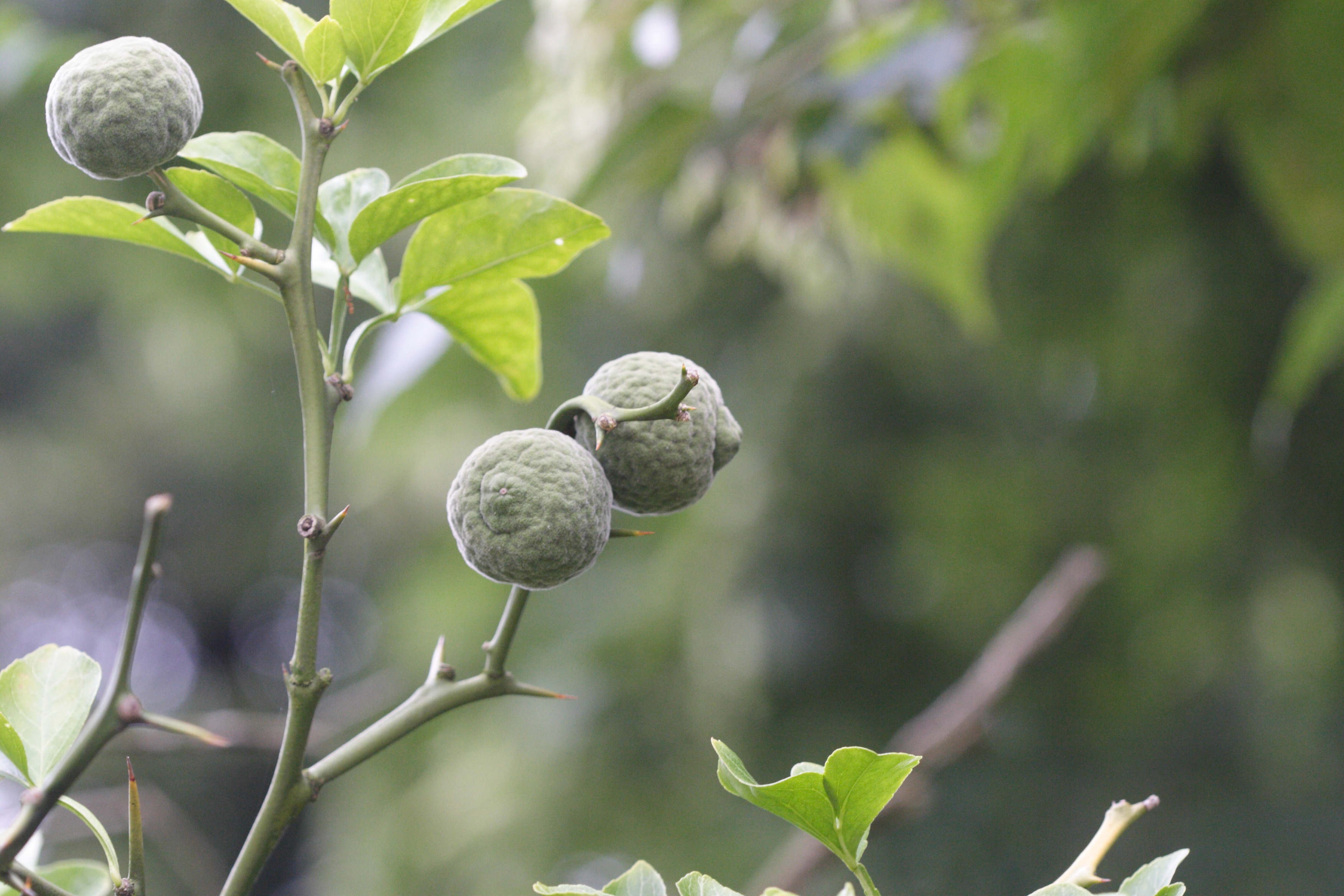 Afficher le média poncirus_trifoliata3md poncirus_trifoliata3md