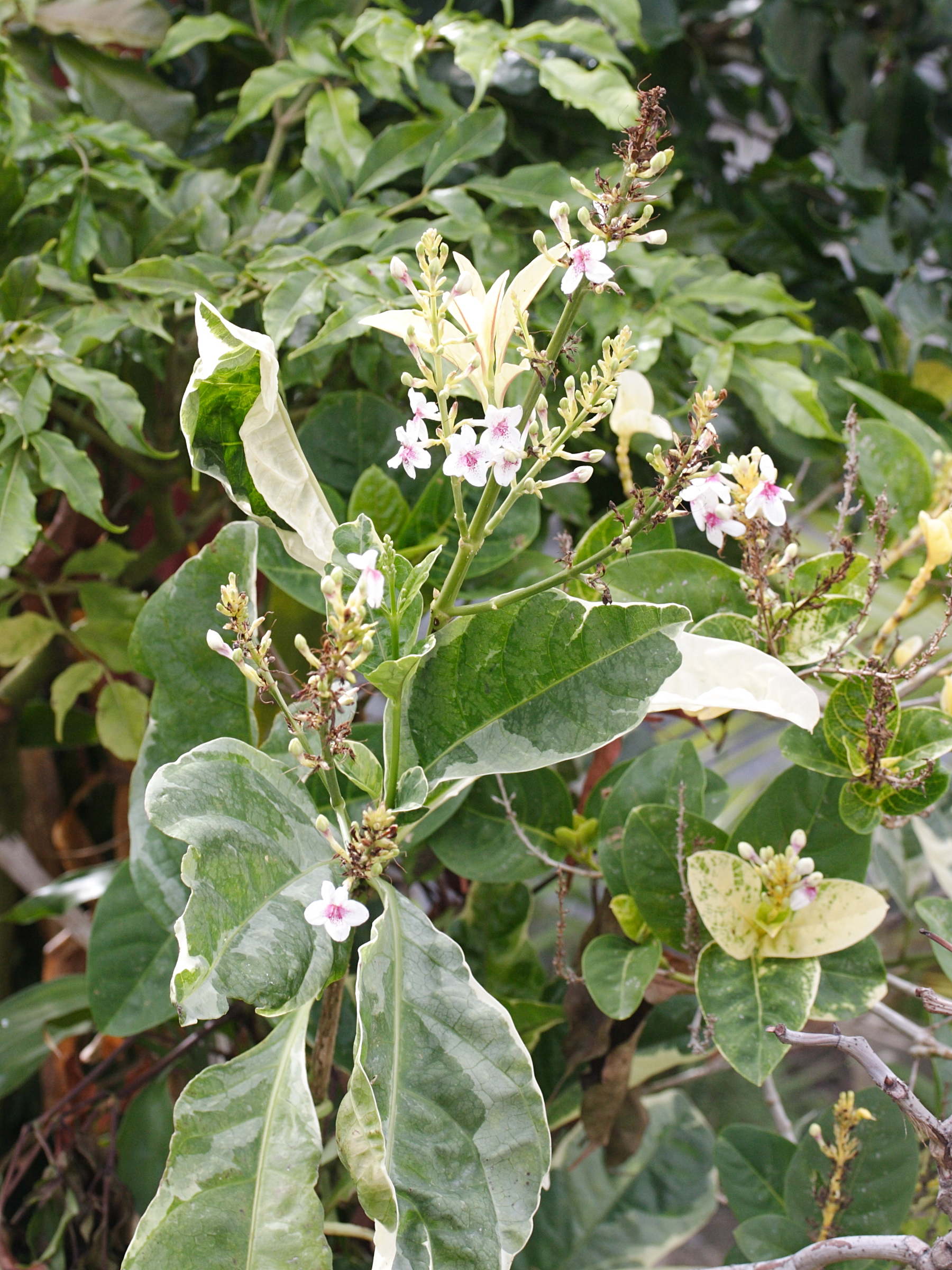 Afficher le média pseuderanthemum_carruthersii2md pseuderanthemum_carruthersii2md