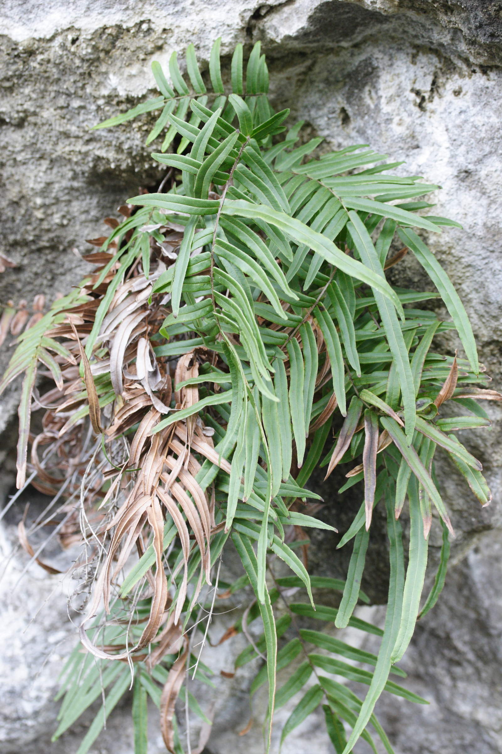 Afficher le média pteris_vittata1md pteris_vittata1md