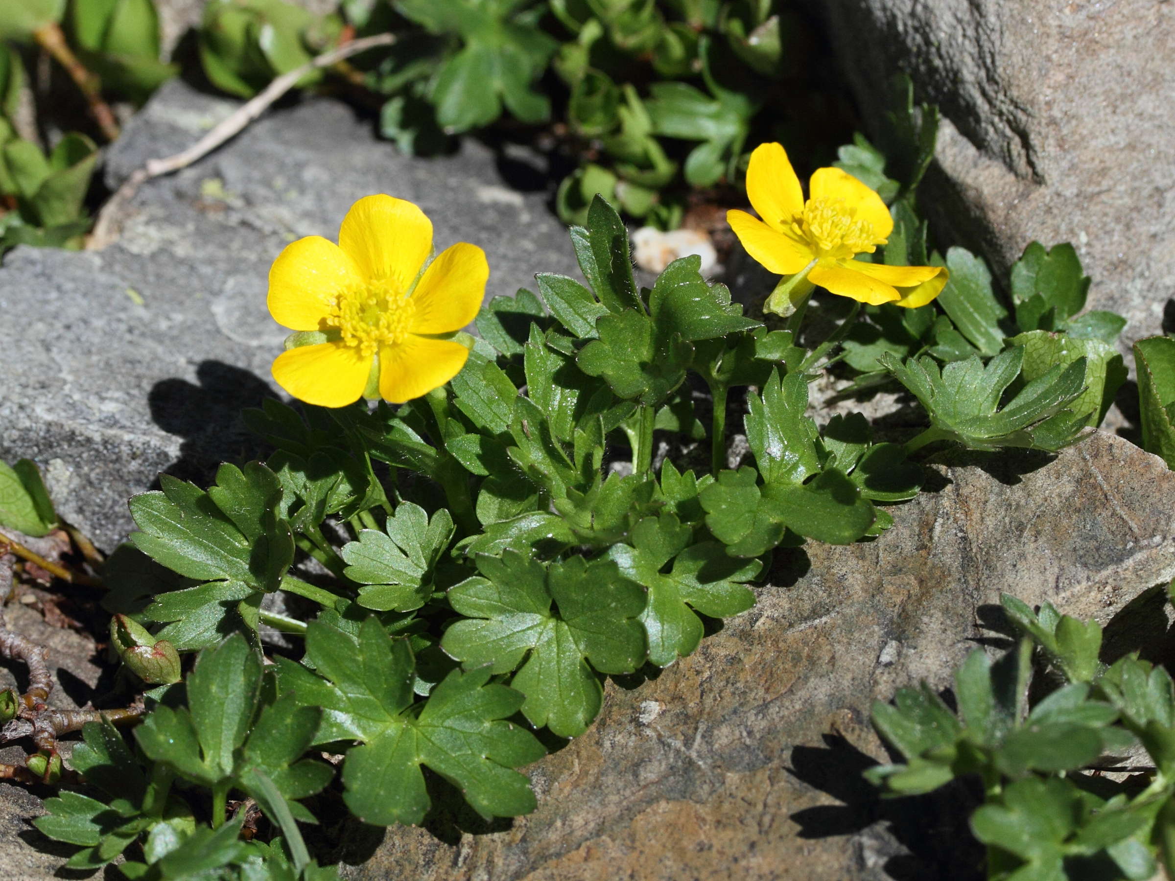 ranunculus_grenierianus1md