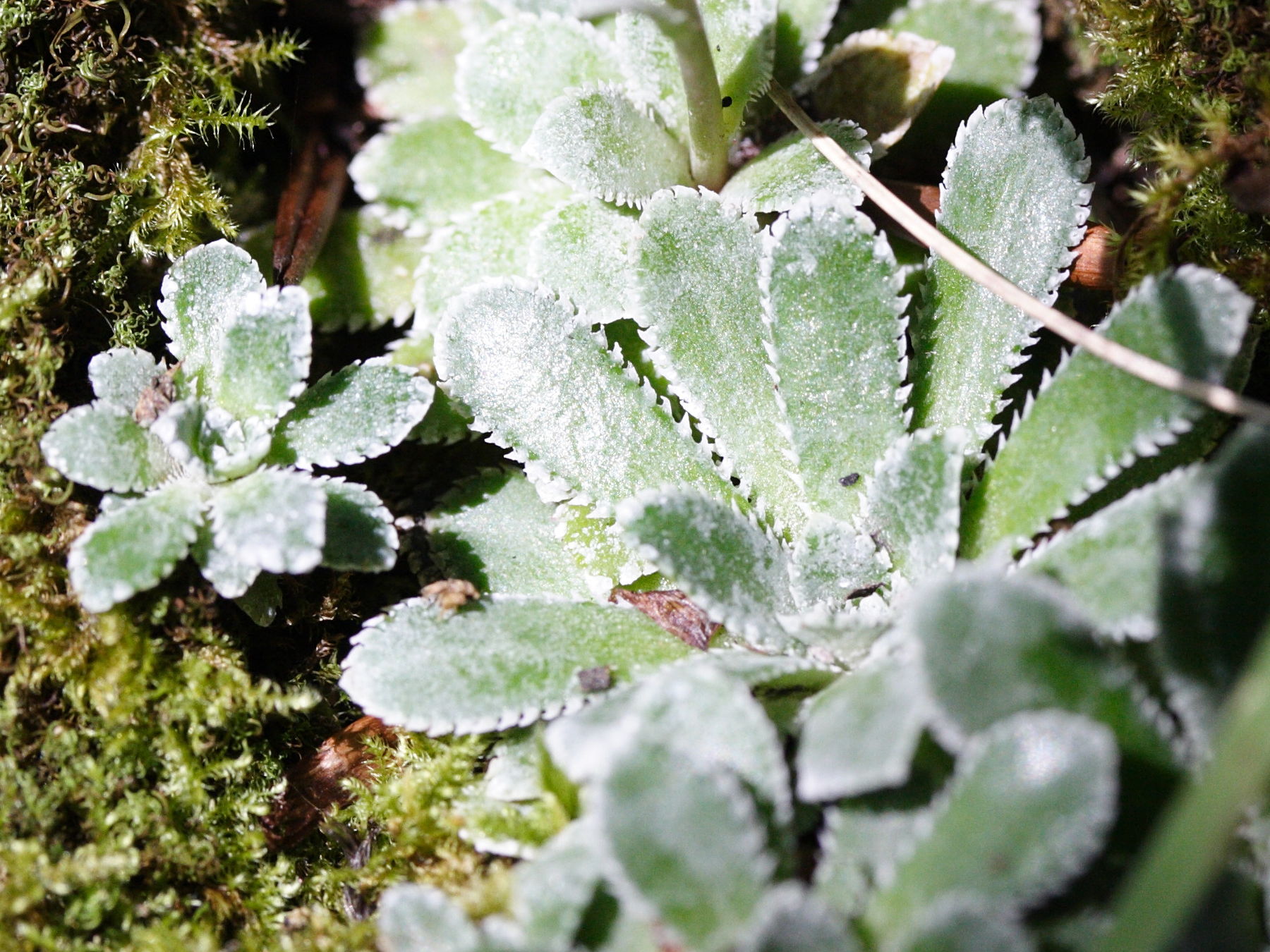 Afficher le média saxifraga_paniculata2md saxifraga_paniculata2md