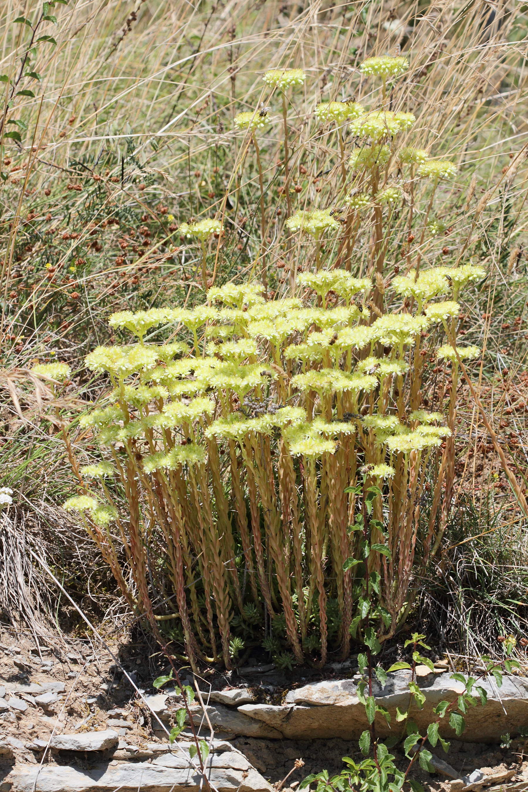 sedum_sediforme5md