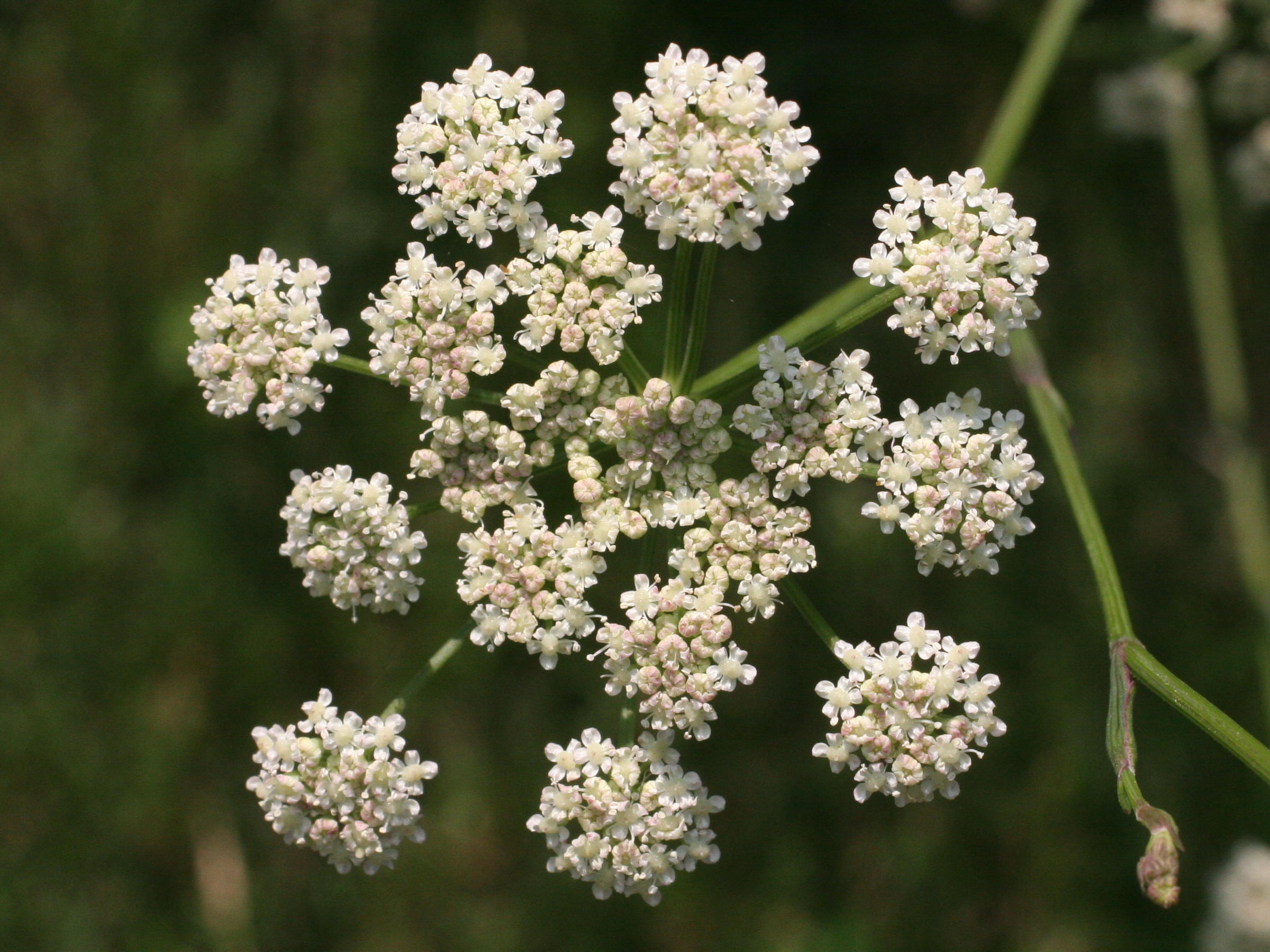 Afficher le média seseli_montanum_montanum2md seseli_montanum_montanum2md