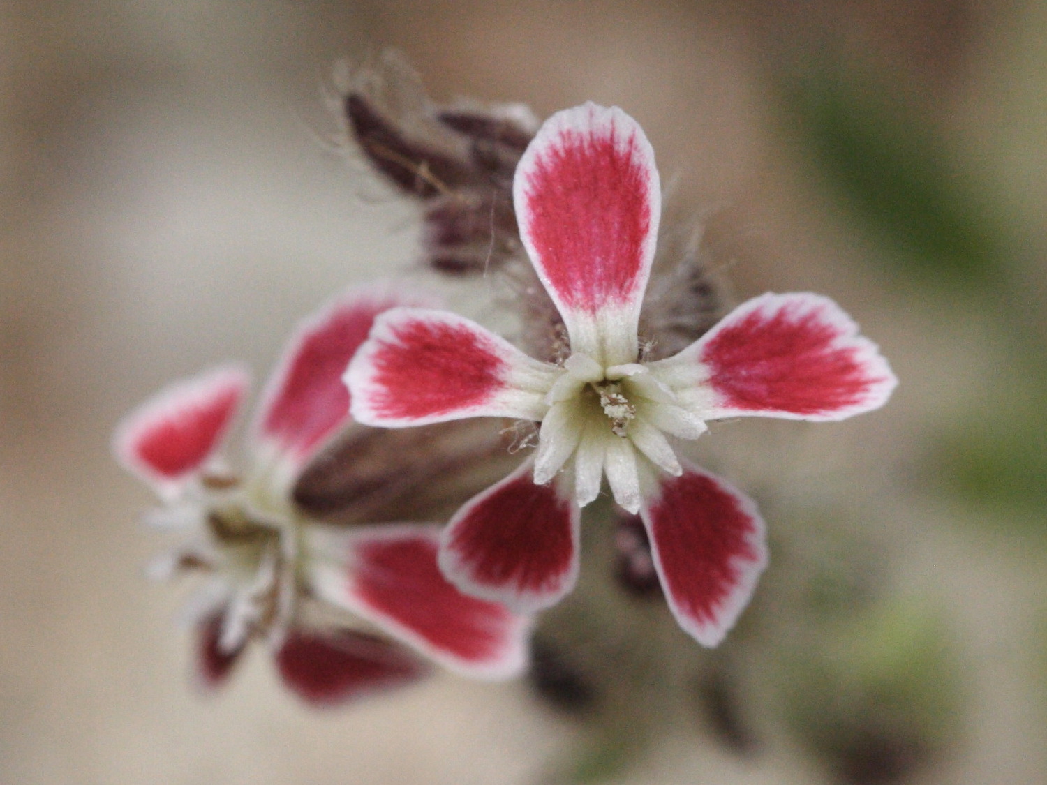 Afficher le média silene_gallica6amd silene_gallica6amd