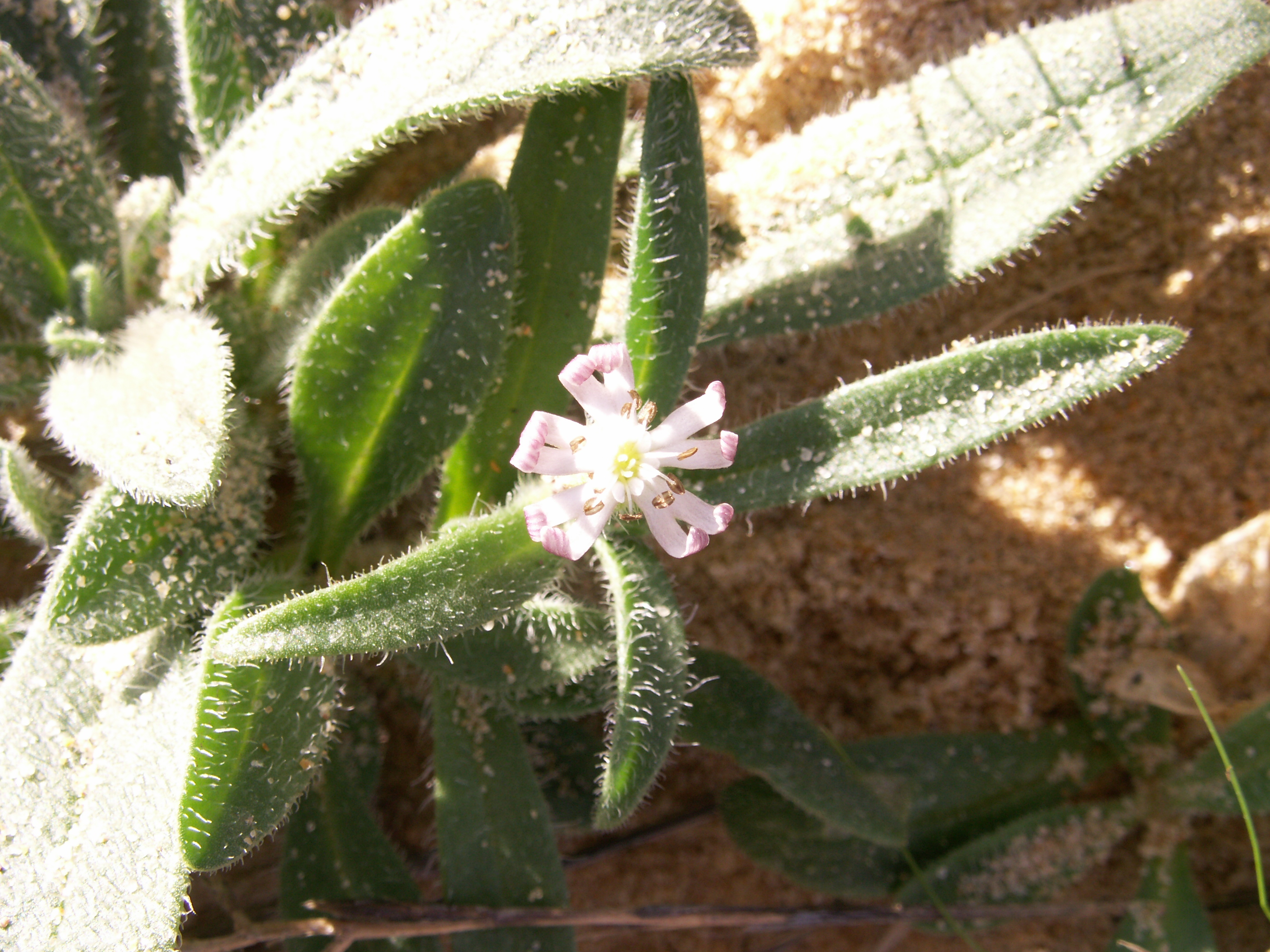 silene_nicaeensis3md