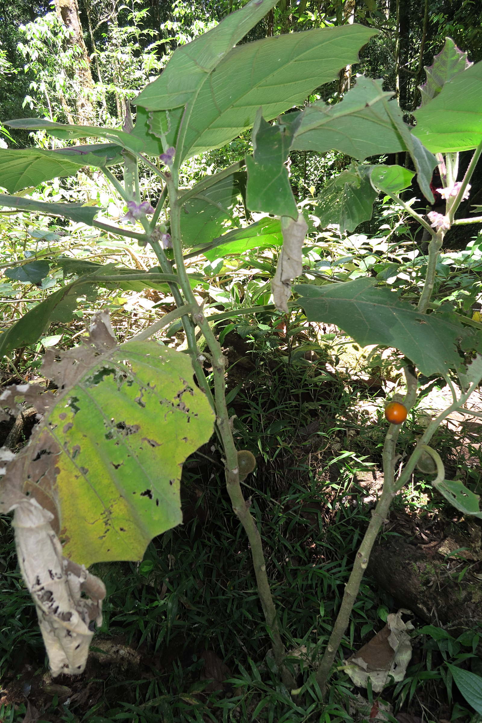 Afficher le média solanum_quitoense1md solanum_quitoense1md