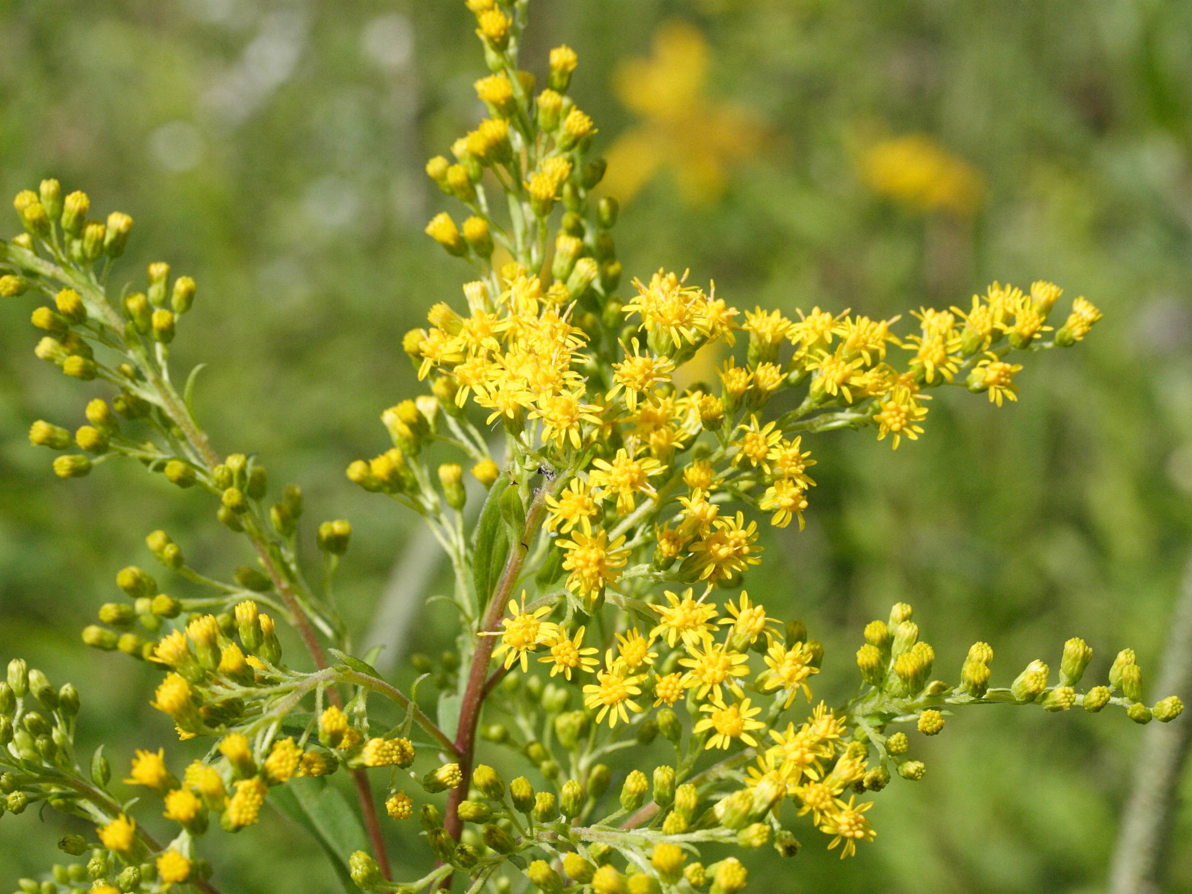 solidago_canadensis2md
