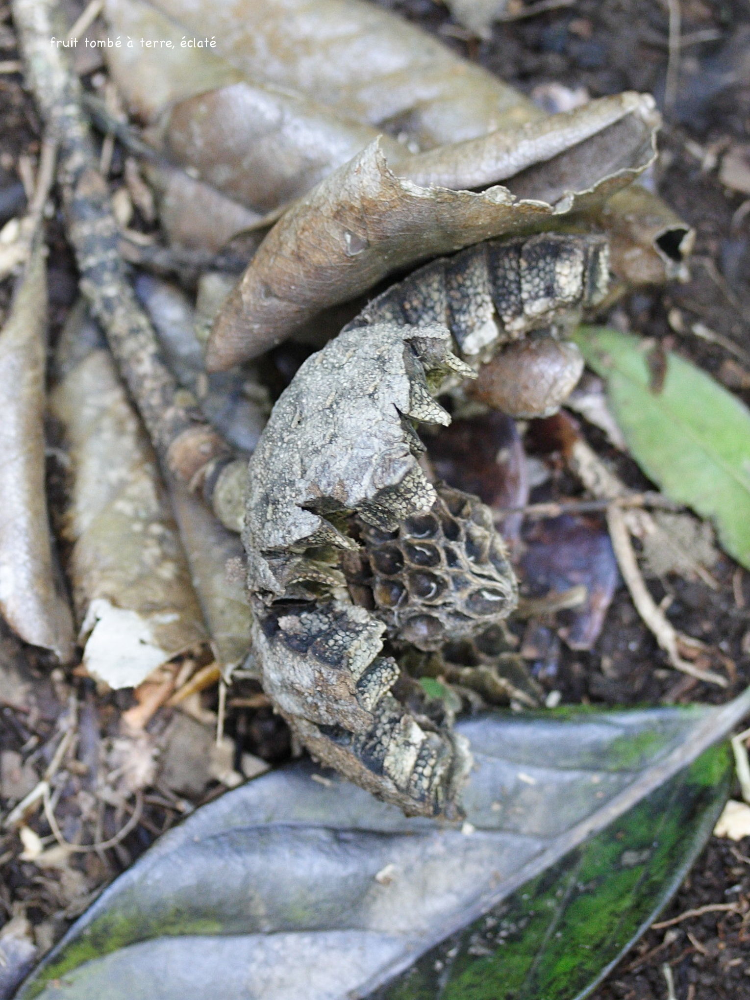 Afficher le média talauma_dodecapetala6md talauma_dodecapetala6md