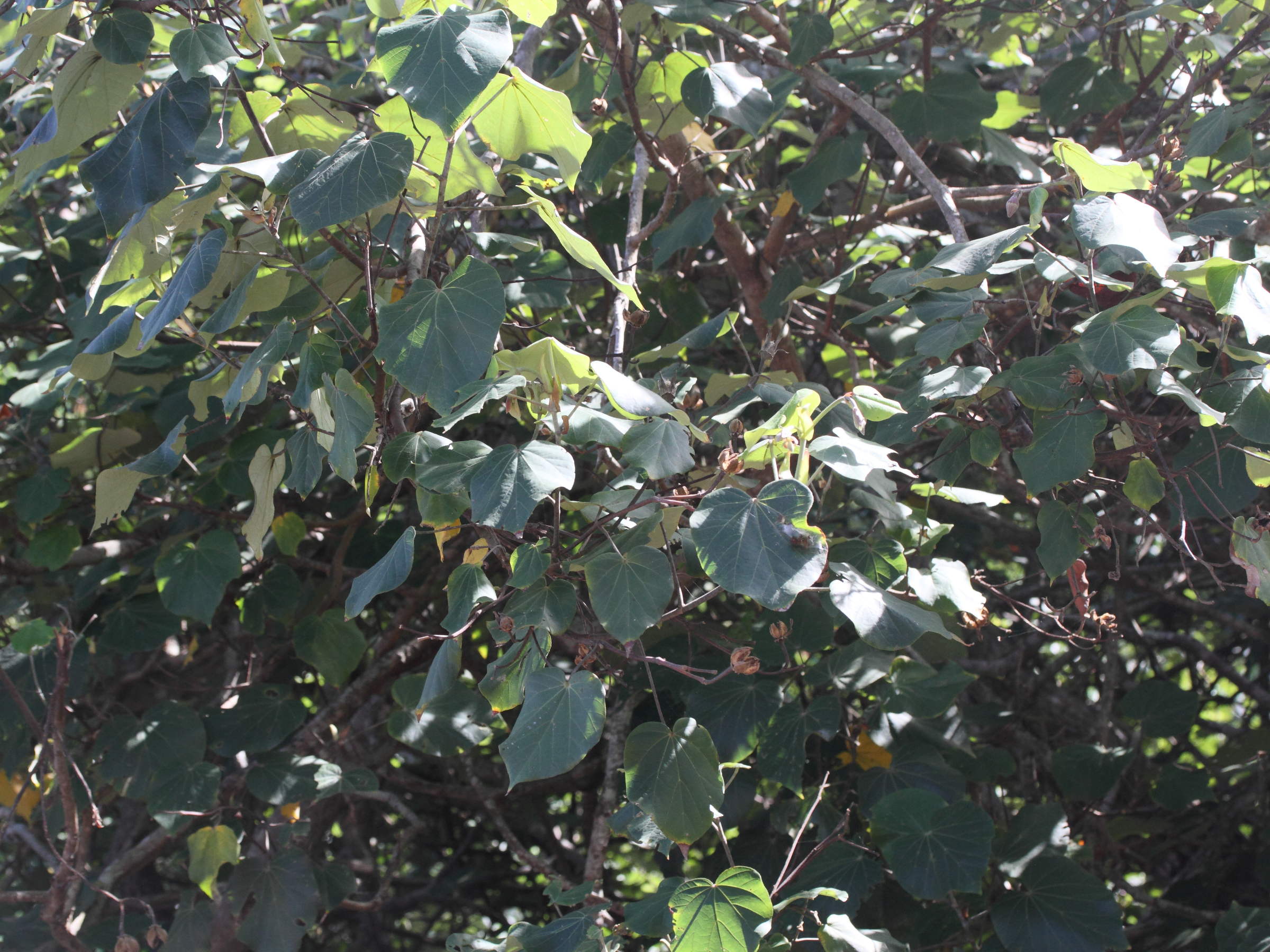 Afficher le média talipariti_tiliaceum1bmd talipariti_tiliaceum1bmd