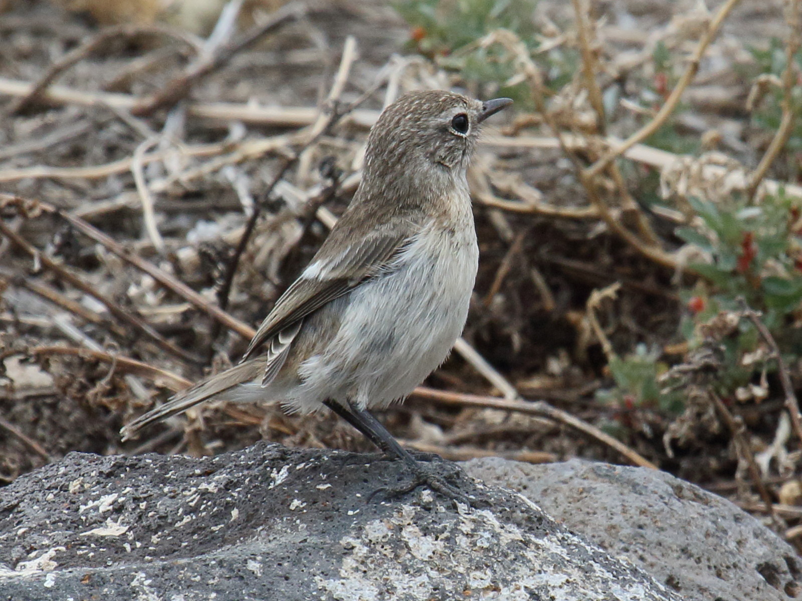 tarier_des_canaries_-_saxicola_dacotiae4bd