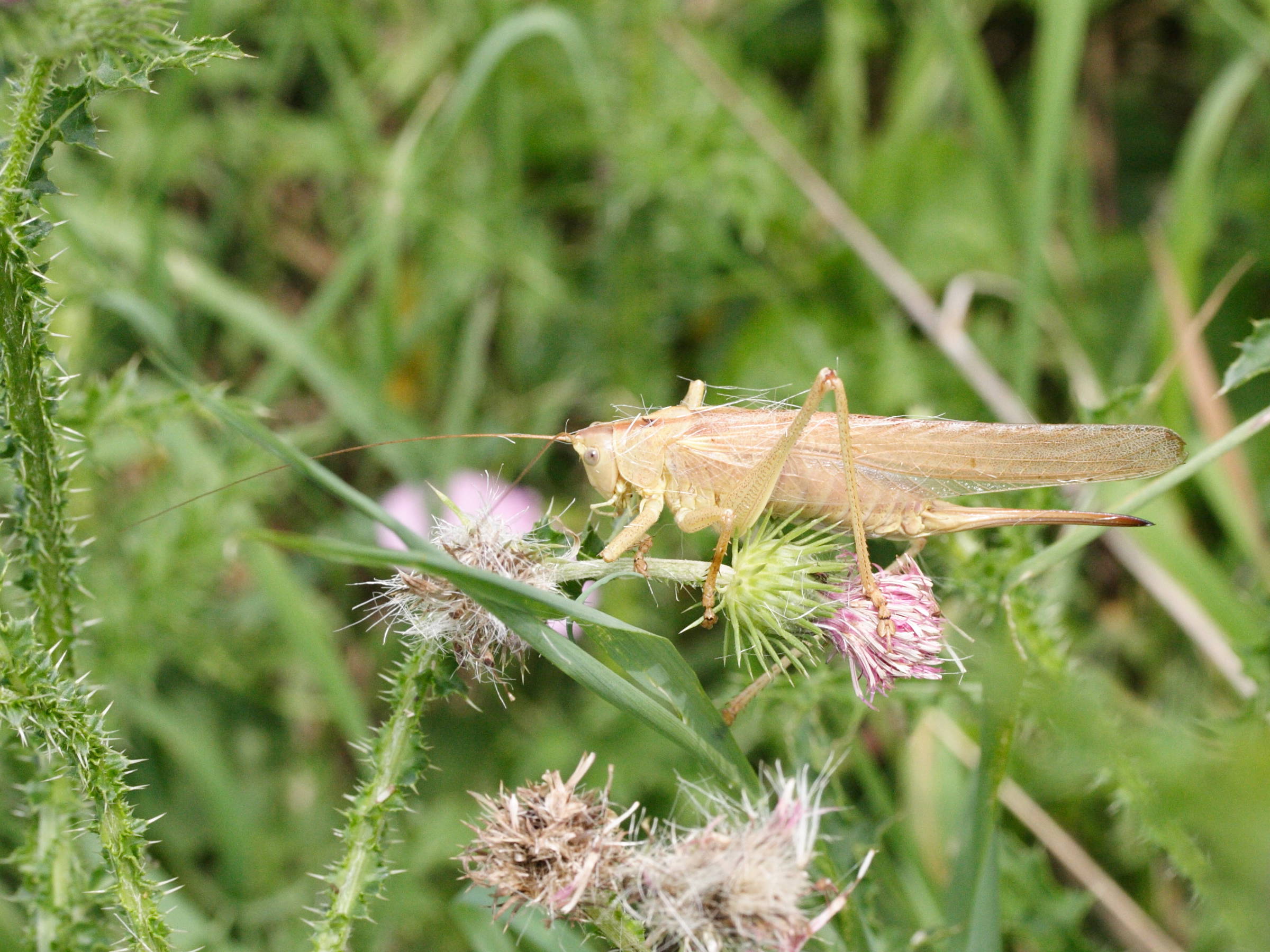 tettigonia_viridissima4md