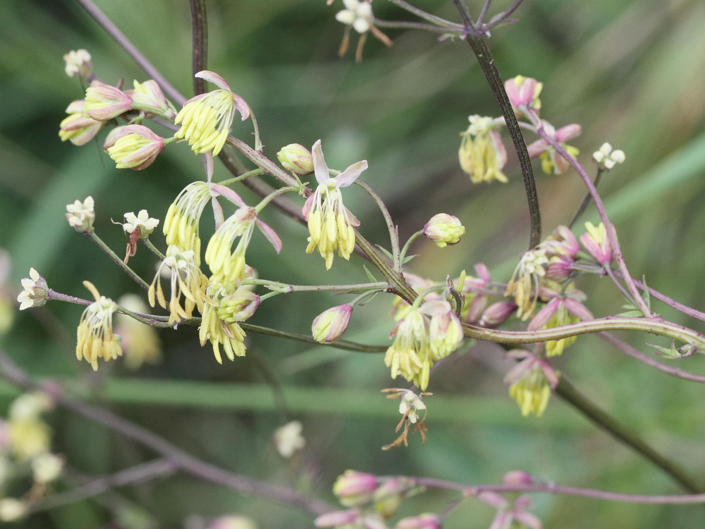 Afficher le média Thalictrum_minus Thalictrum_minus