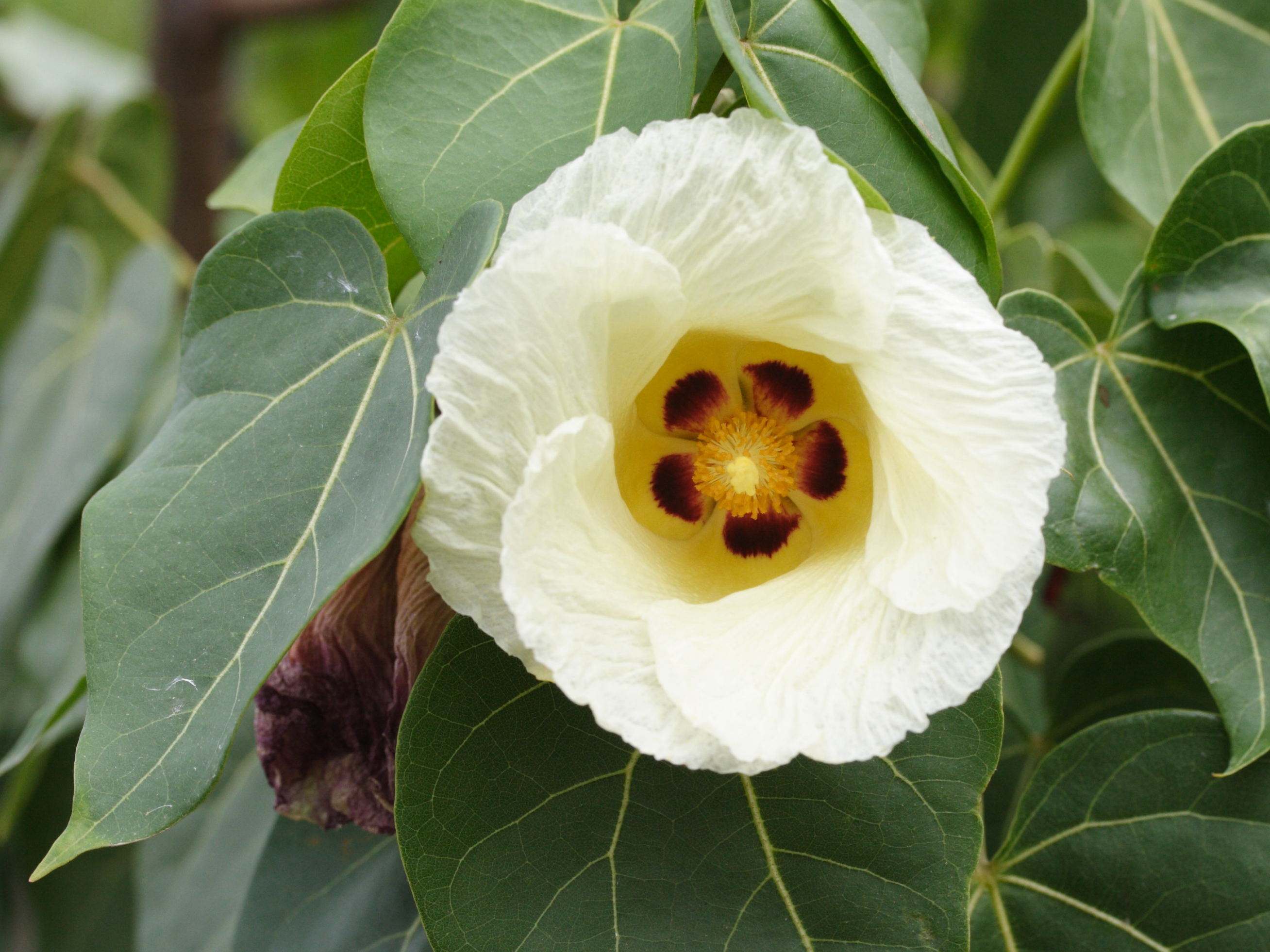 thespesia_populnea7md