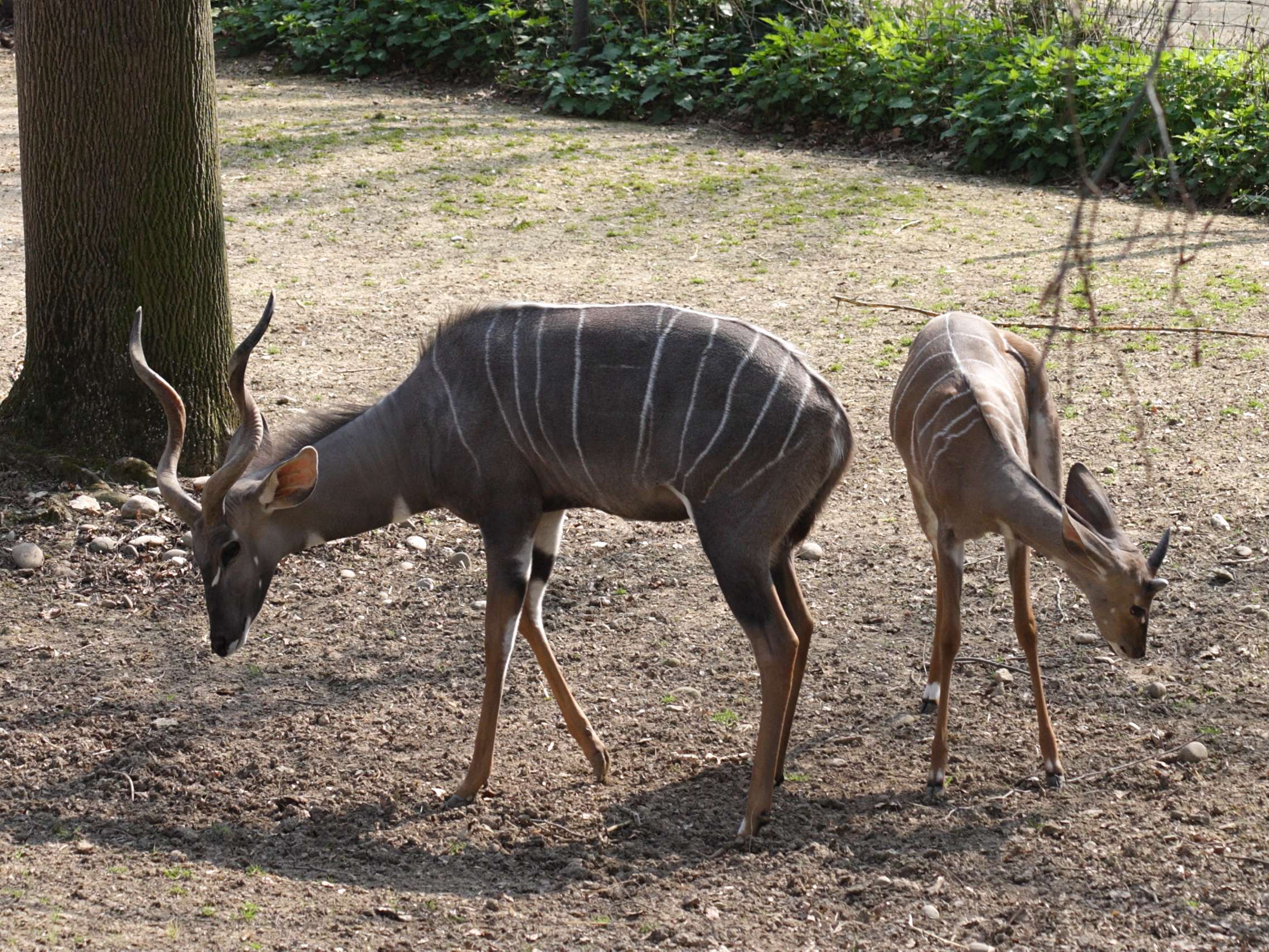 tragelaphus_imberbis3sd