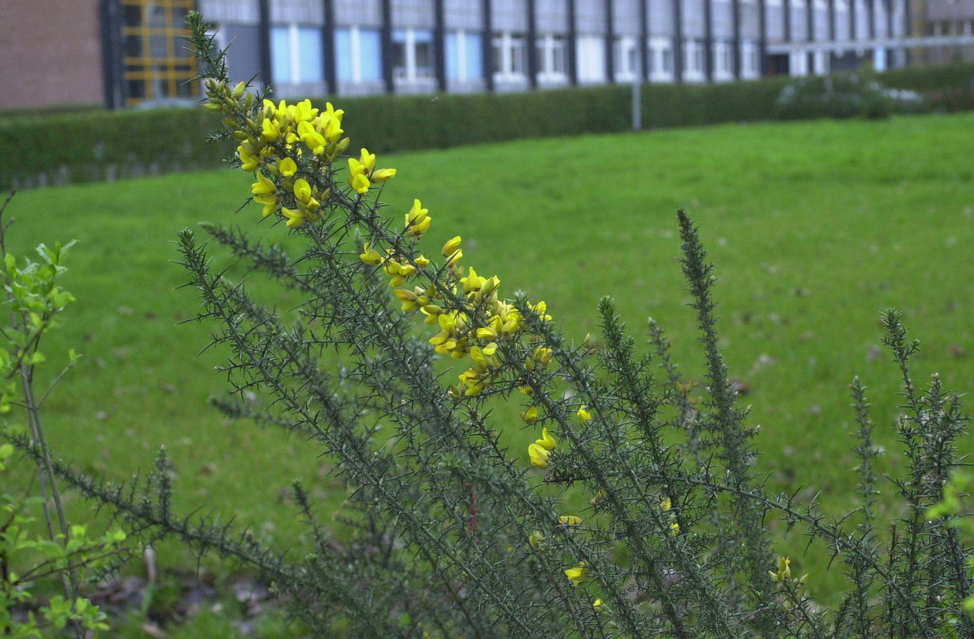 ulex_europaeus2md