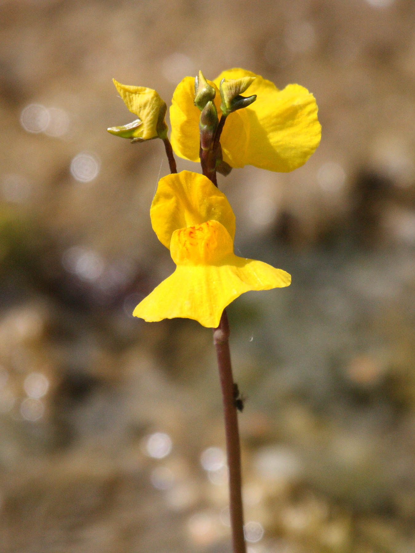 utricularia_australis3bd