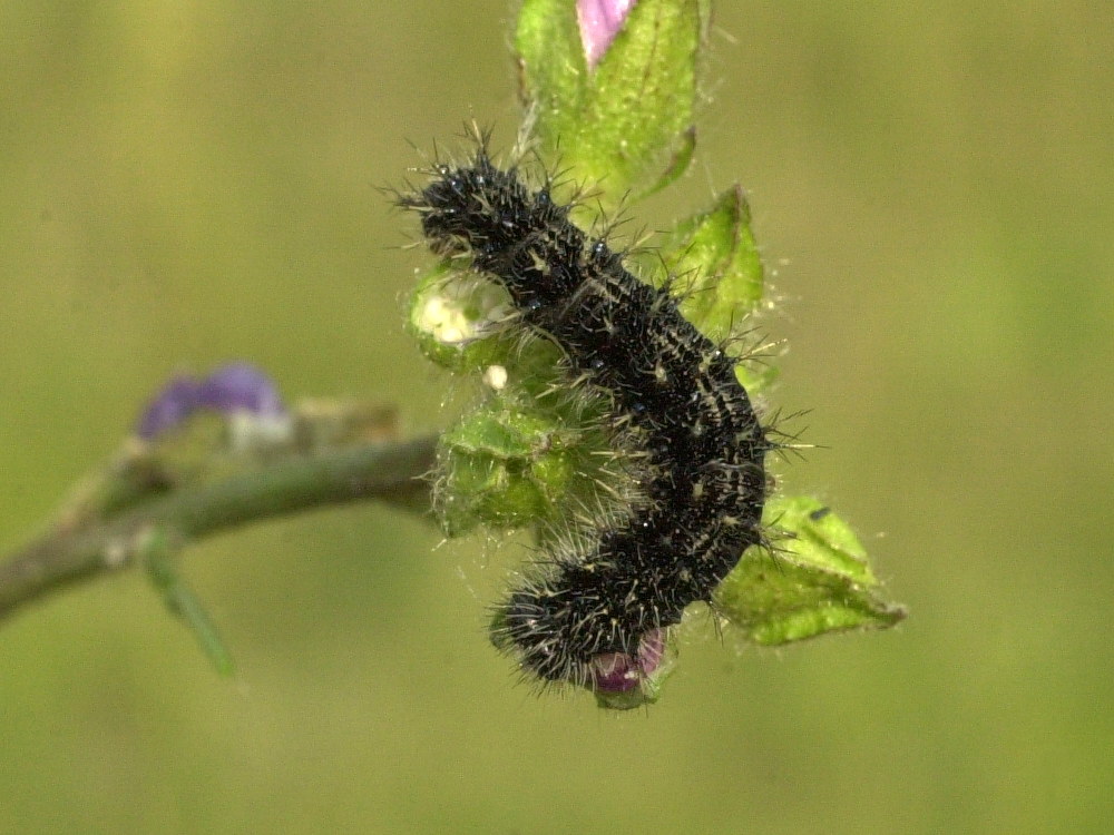 vanessa_cardui_ch2md