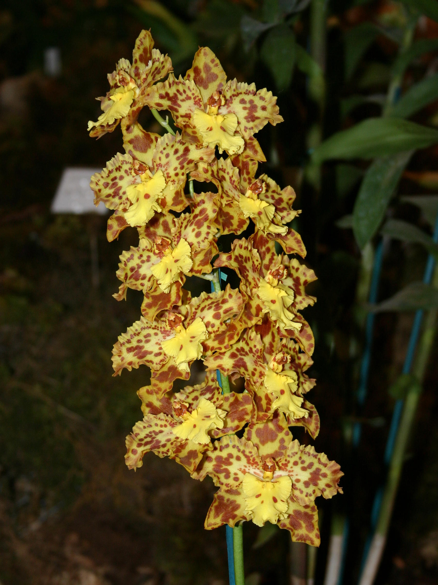 X Wilsonara_Tiger Brew