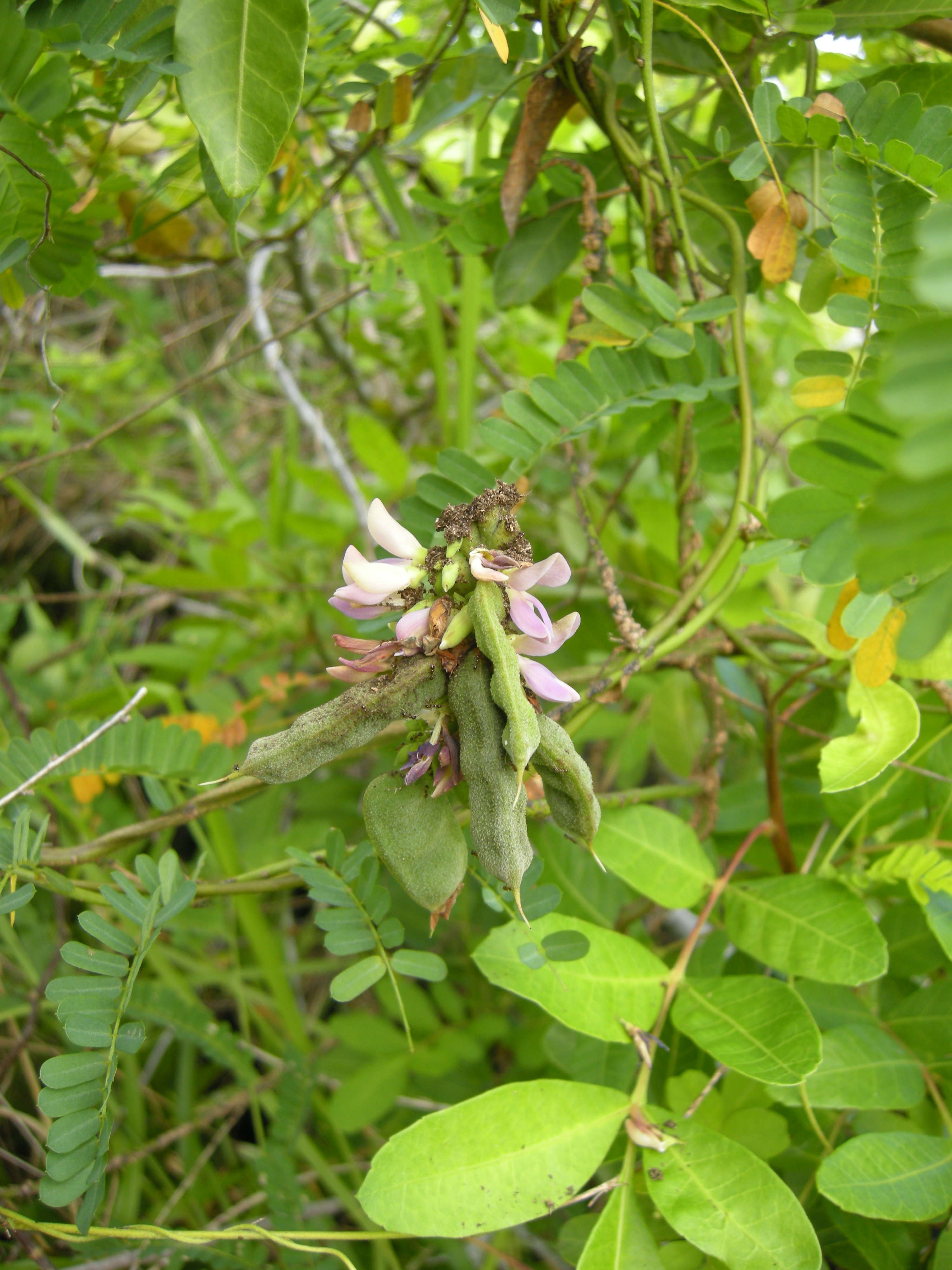 abrus_precatorius2md